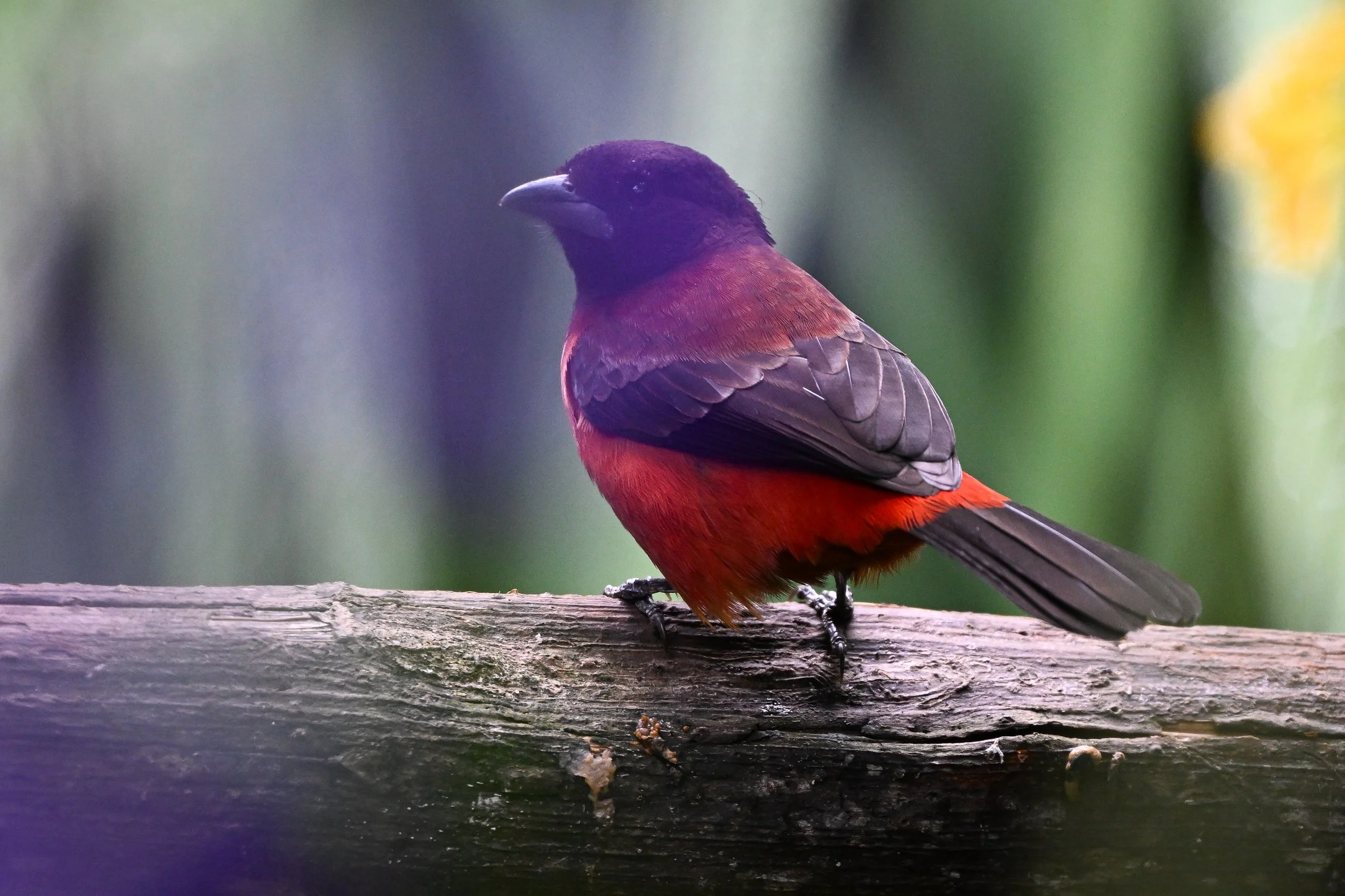 Crimson-backed Tanager - RN Retorno del Colibrí, Tolima, CO