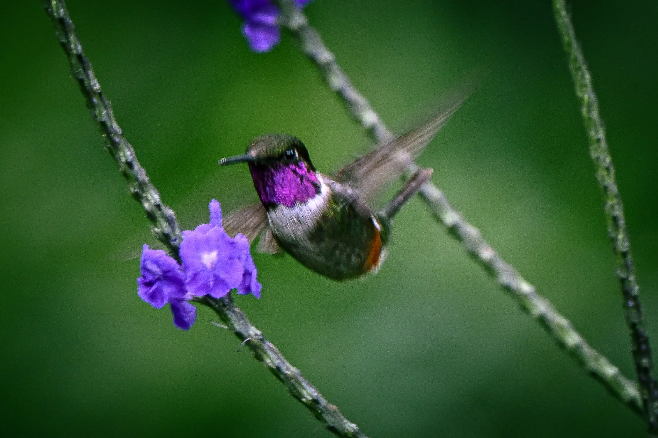 Purple-throated Woodstar - RN Retorno del Colibrí, Tolima, CO