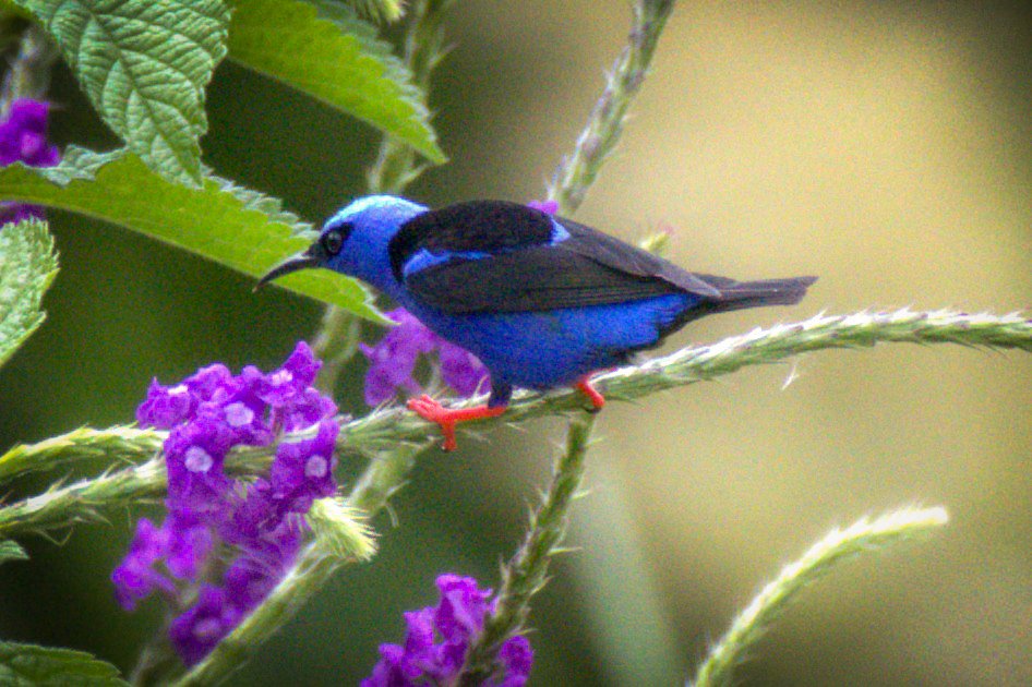 Male Red-legged Honeycreeper - Arenal Observatory Lodge, Alajuela, CR