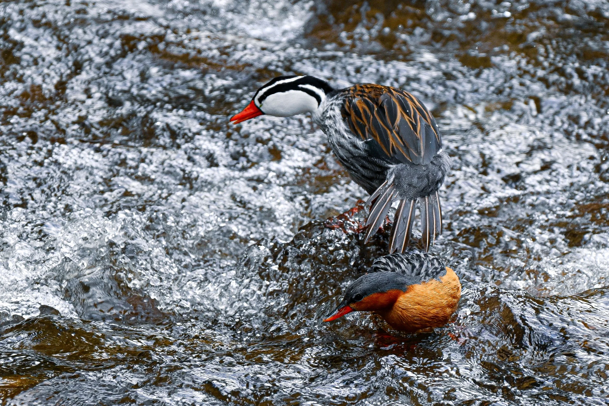 Torrent Duck - SFF Otún Quimbaya, Risaralda, CO