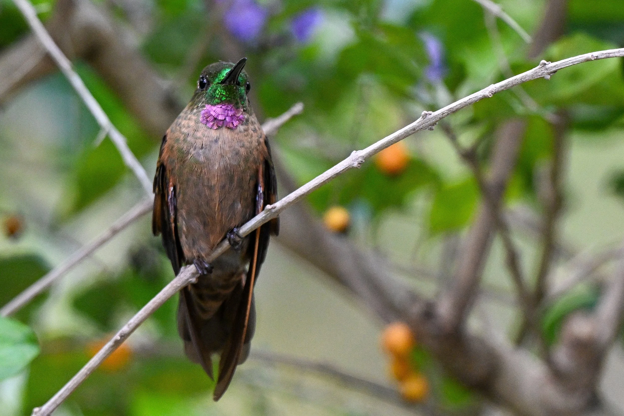 Fawn-breasted Brilliant - RN Retorno del Colibrí, Tolima, CO
