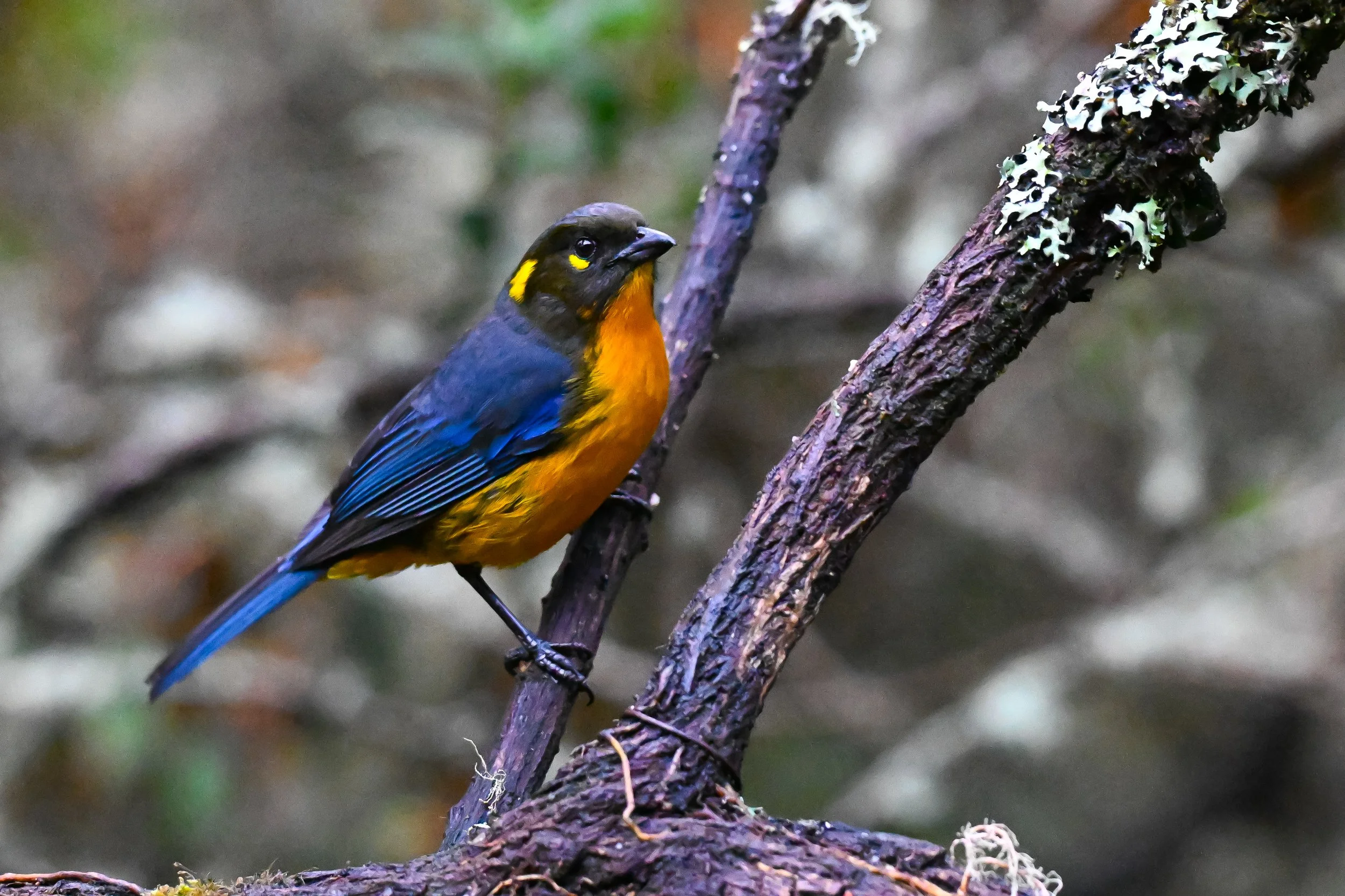 Lacrimose Mountain Tanager - Carretera Los Nevados - Hotel Termales del Ruiz, Caldas, CO