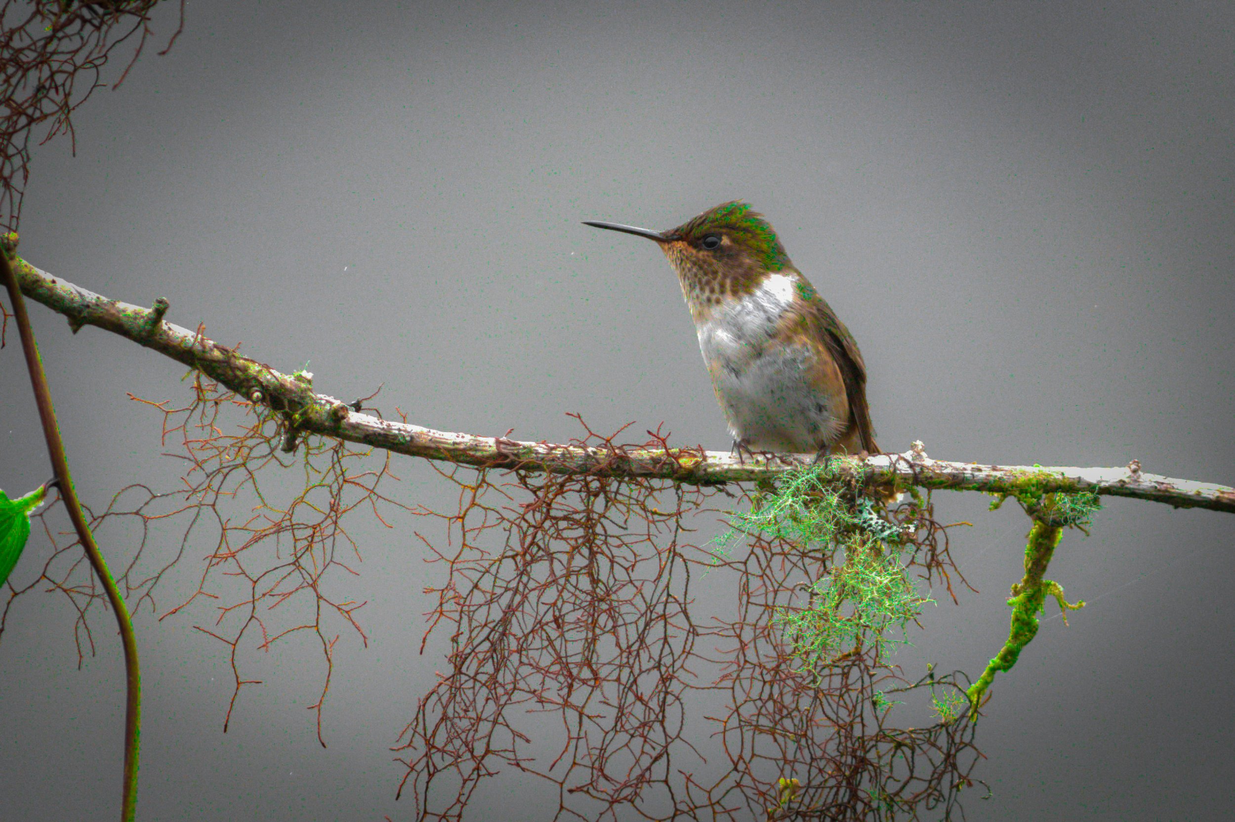 Scintillant Hummingbird - Paraiso Quetzal Lodge