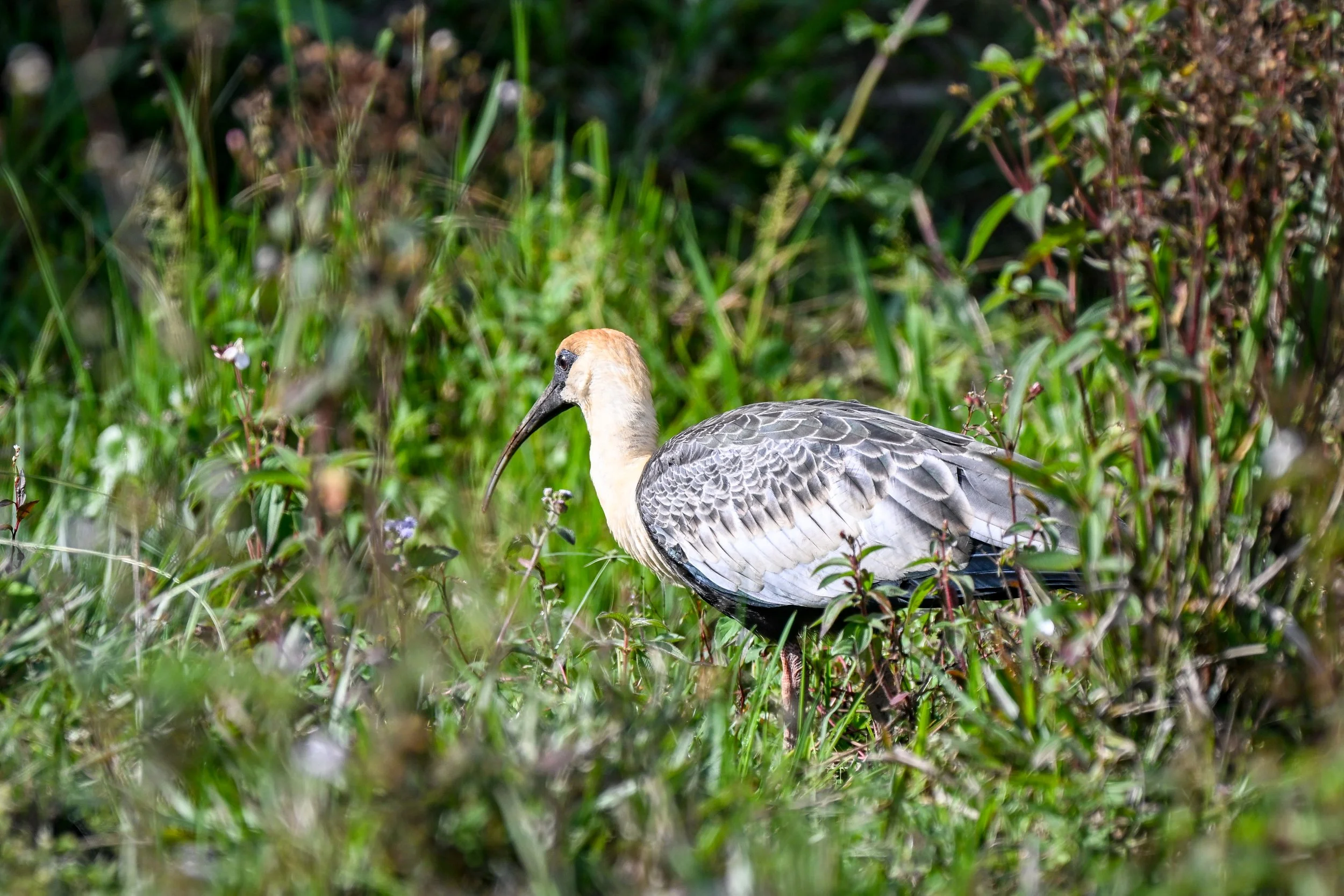 Buff-necked Ibis - SFF Otún Quimbaya, Risaralda, CO