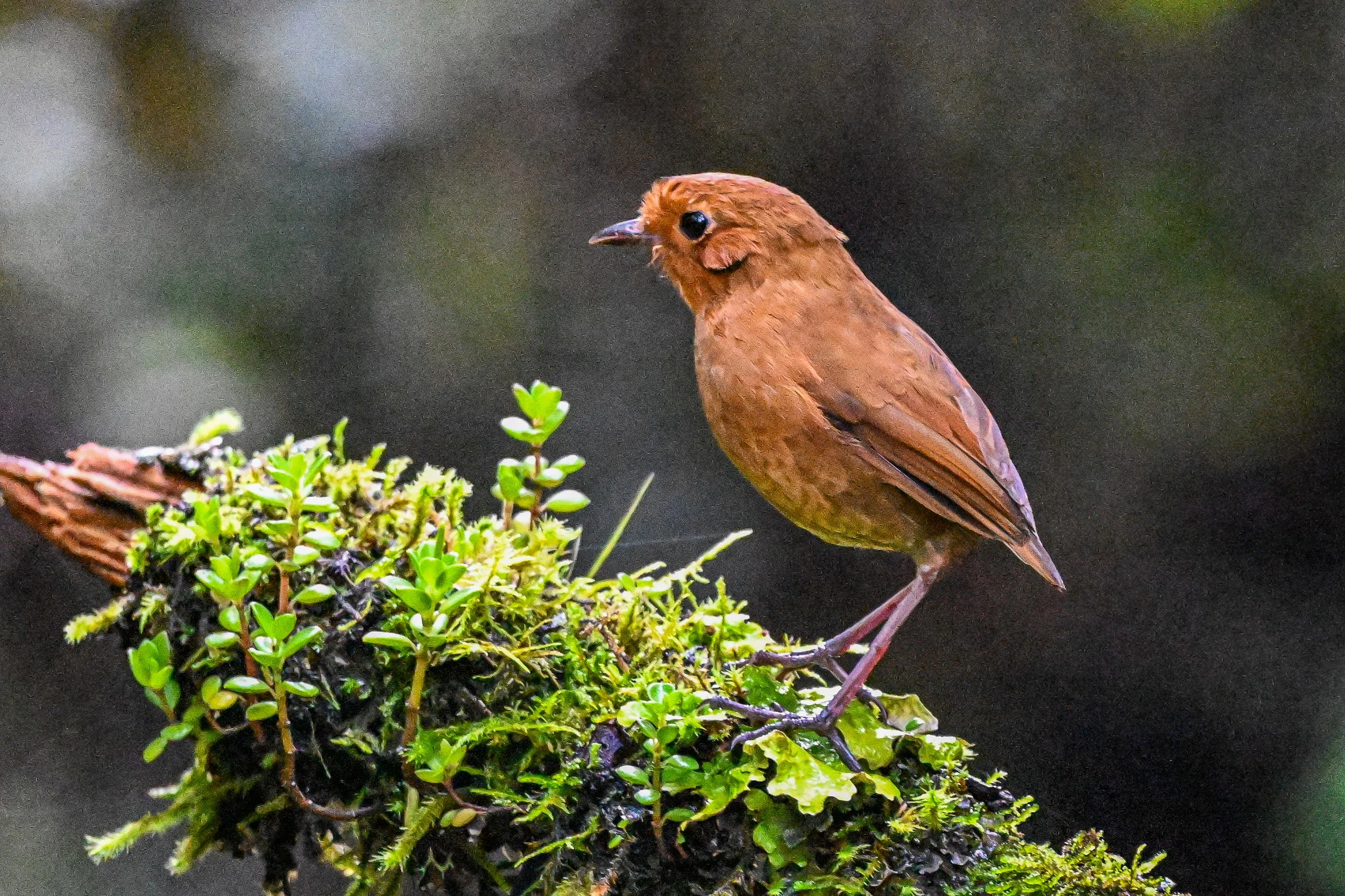 Hacienda El Bosque, Caldas, CO (19).jpg