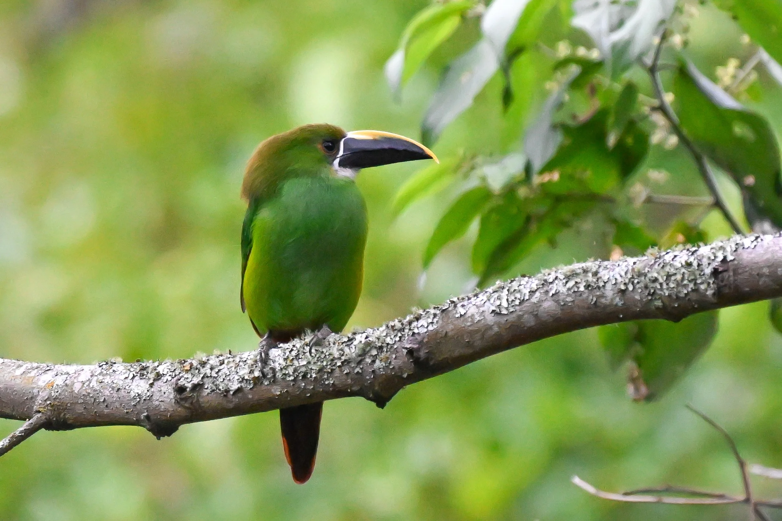Southern Emerald-Toucanet - RN Retorno del Colibrí, Tolima, CO