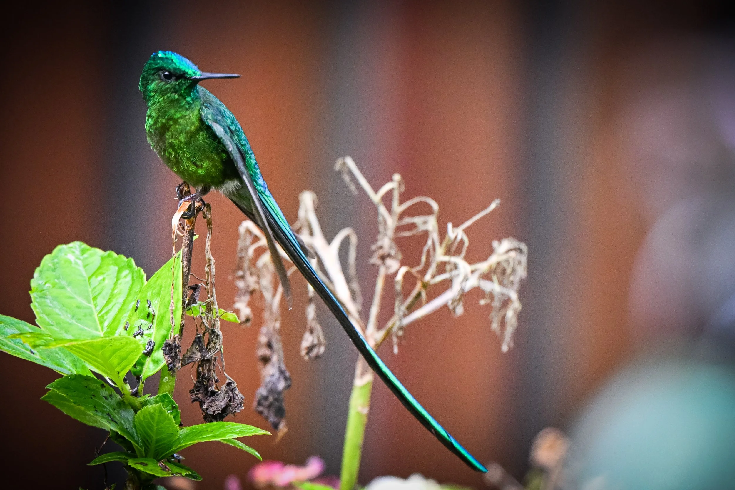 Long-tailed Sylph - Reserva Ecológica Río Blanco--Entrada, Caldas, CO
