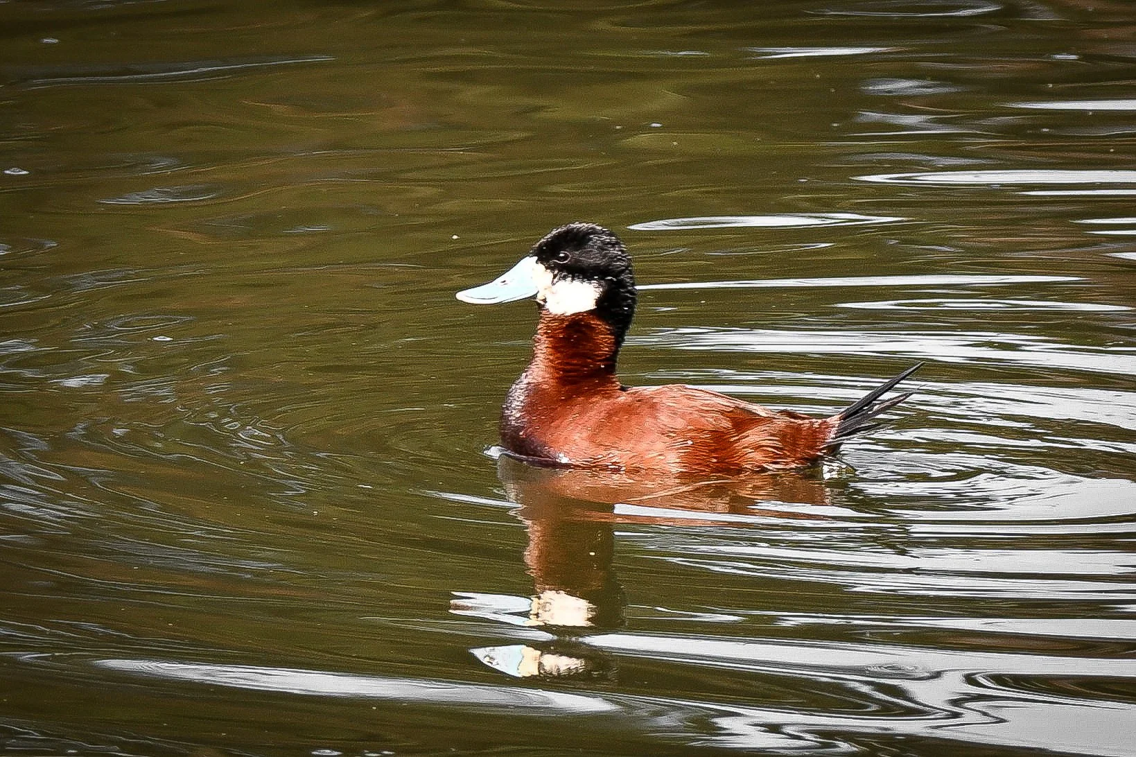 Andean Duck - Parque La Florida, Cundinamarca, CO