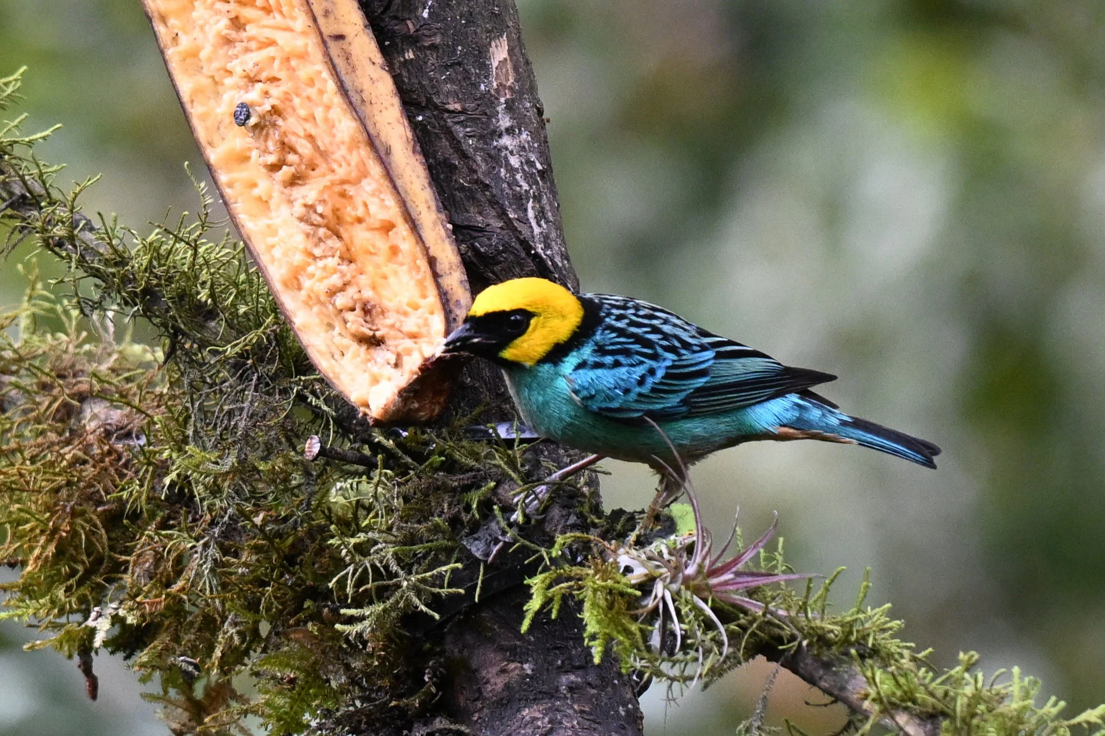 Saffron-crowned Tanager - RN Retorno del Colibrí, Tolima, CO