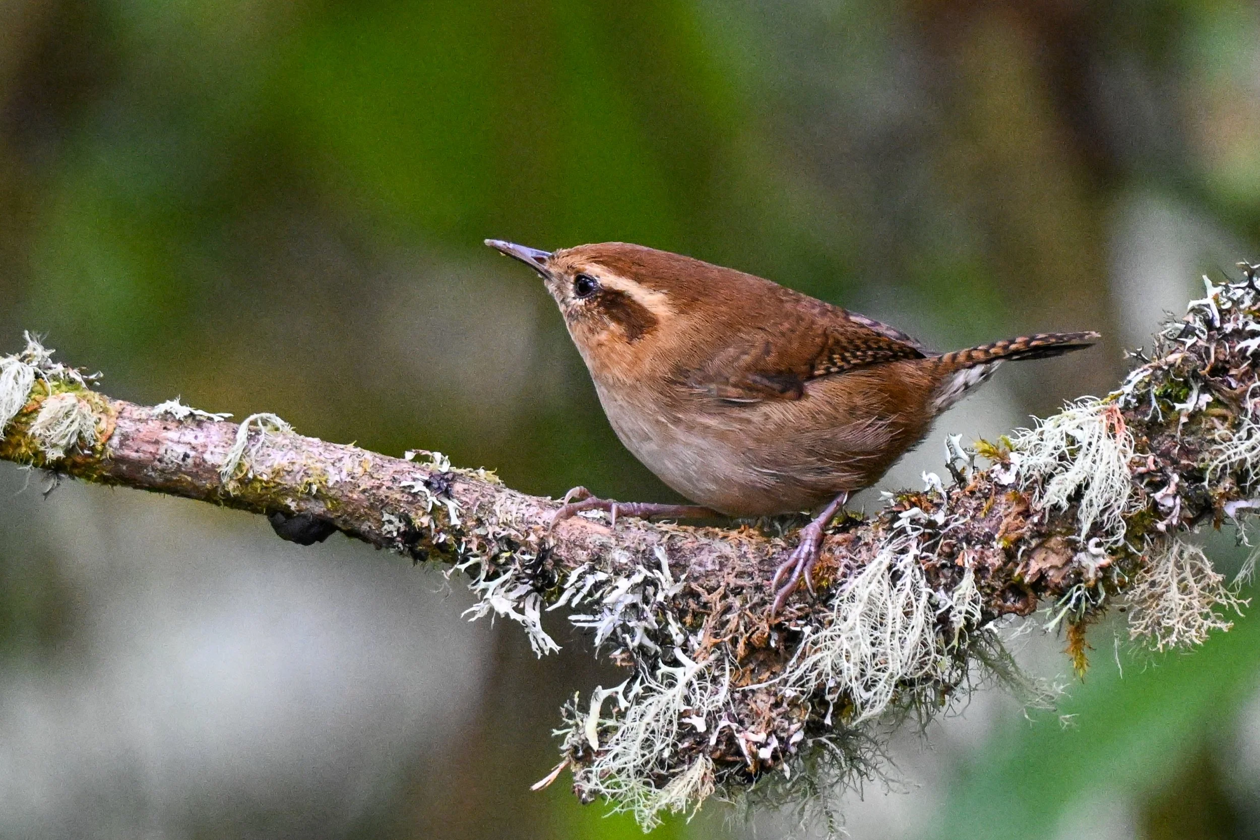 Mountain Wren - Hacienda El Bosque in Manizales, Colombia