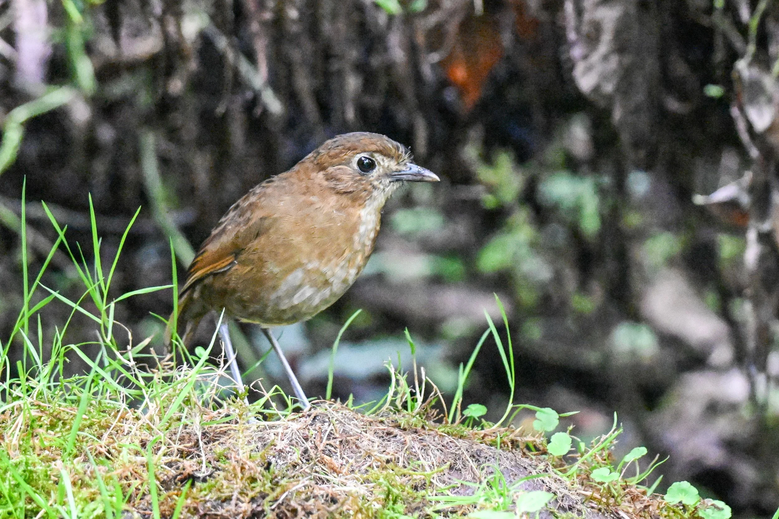 Reserva Ecológica Río Blanco (133).jpg