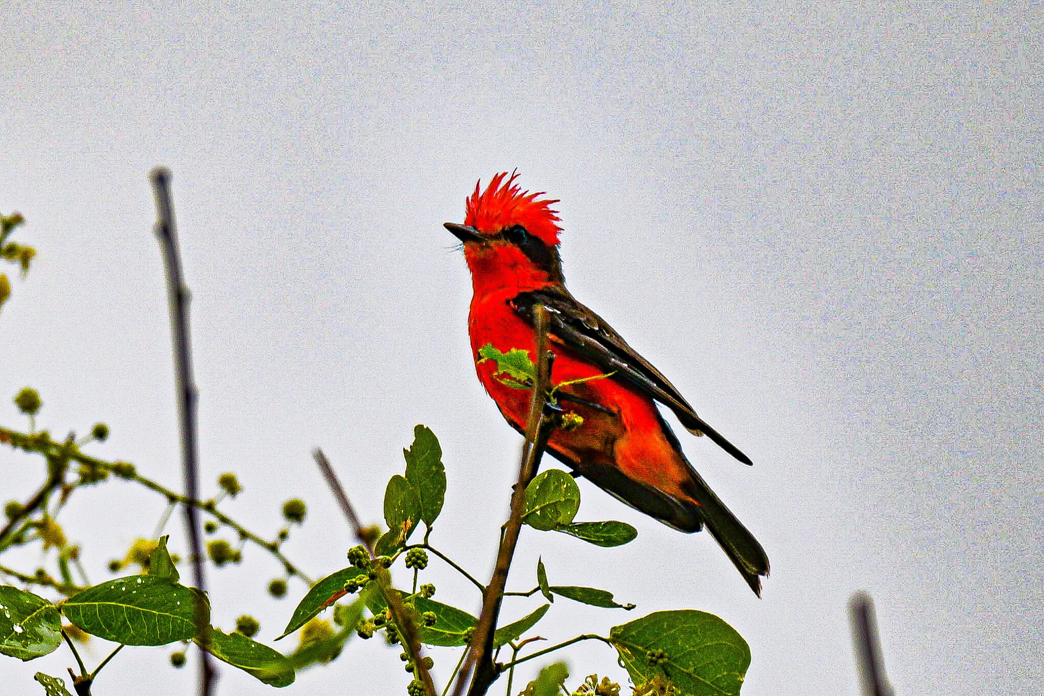 Vermilion Flycatcher -  Agua De Dios, Humedades, Cundinamarca, CO