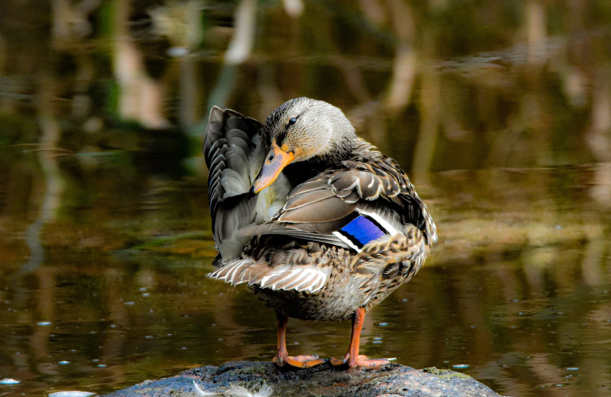 Female Mallard "The Preening" Bonfield, ON 2022