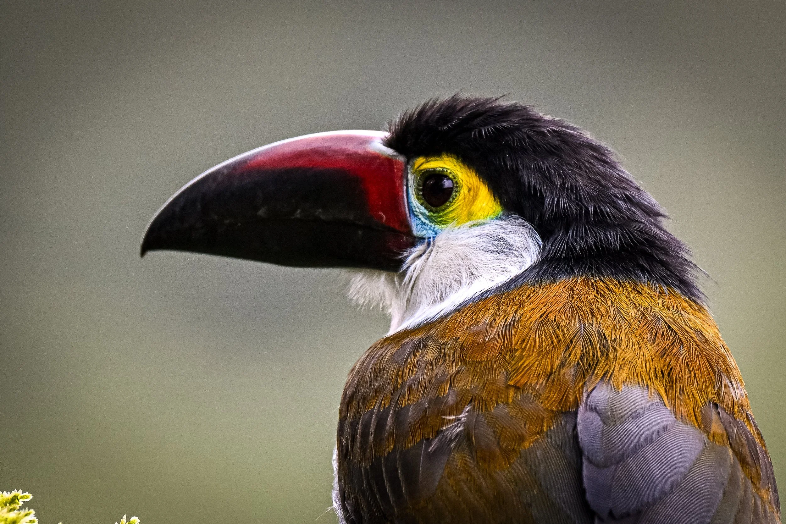 Hacienda El Bosque, Caldas, CO (97).jpg