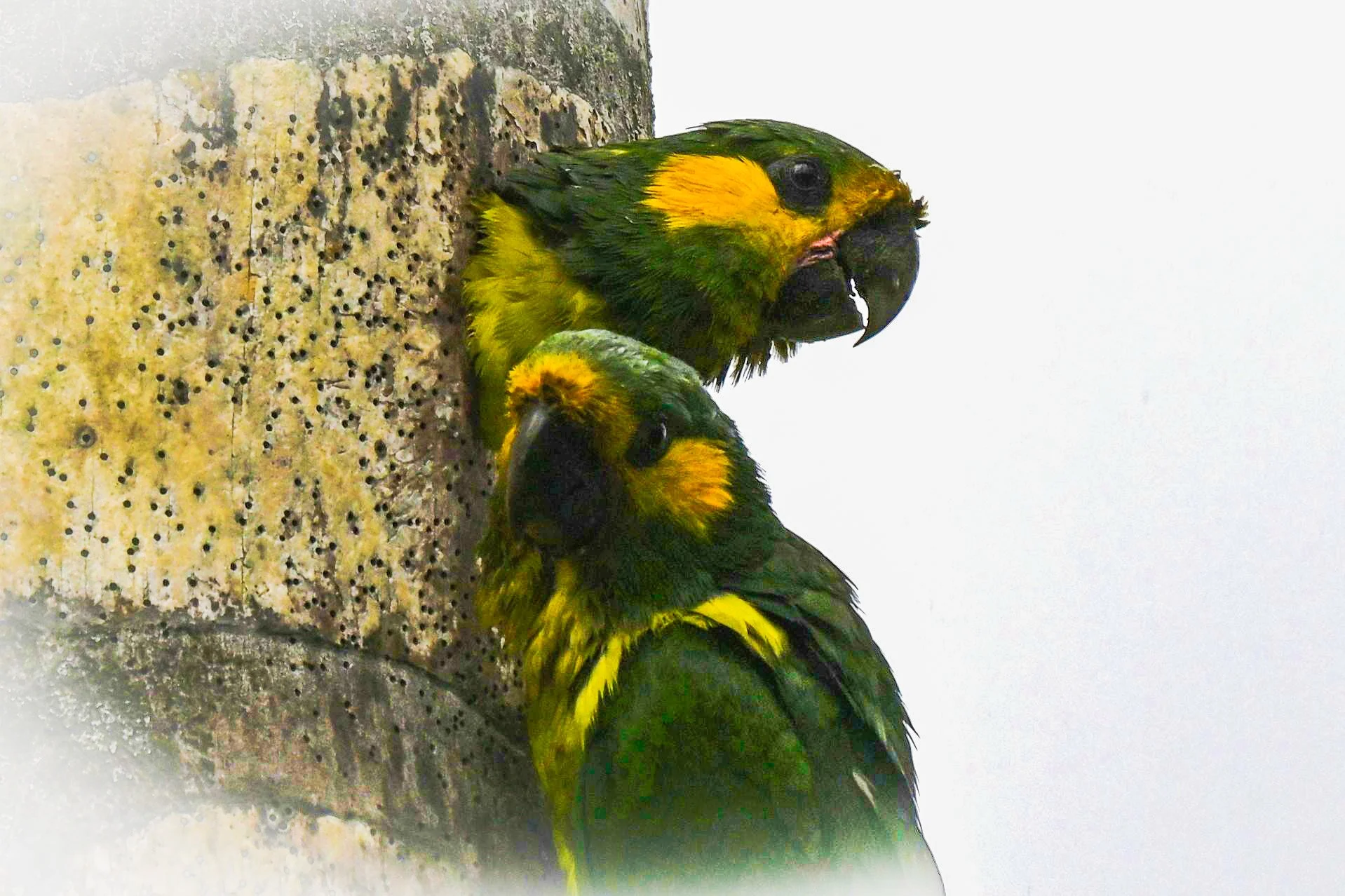 Yellow-eared Parrot - Vereda Potosí, Tolima, CO