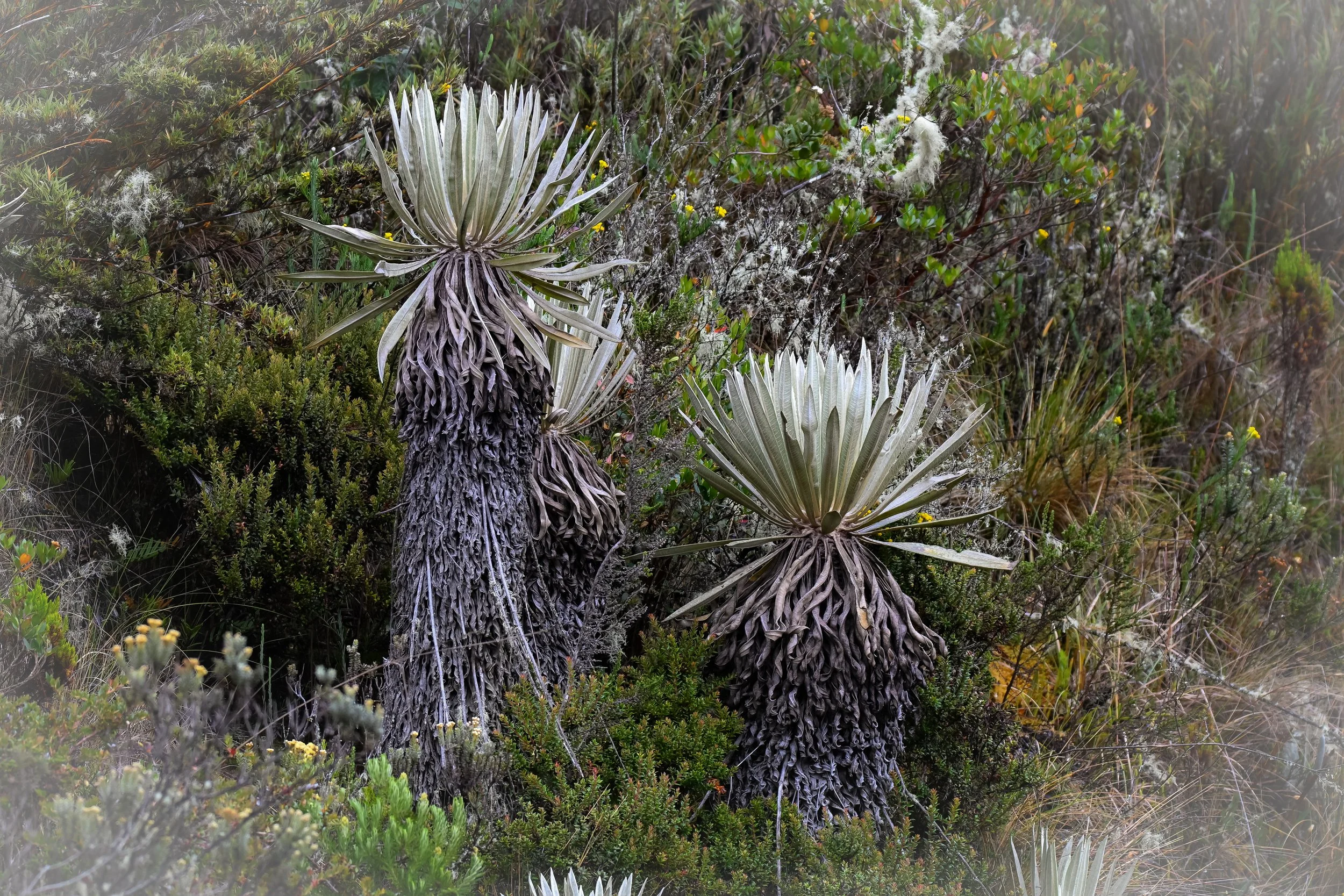 PNN Sumapaz--Límite Usme -Sumapaz, Distrito Capital de Bogotá, CO