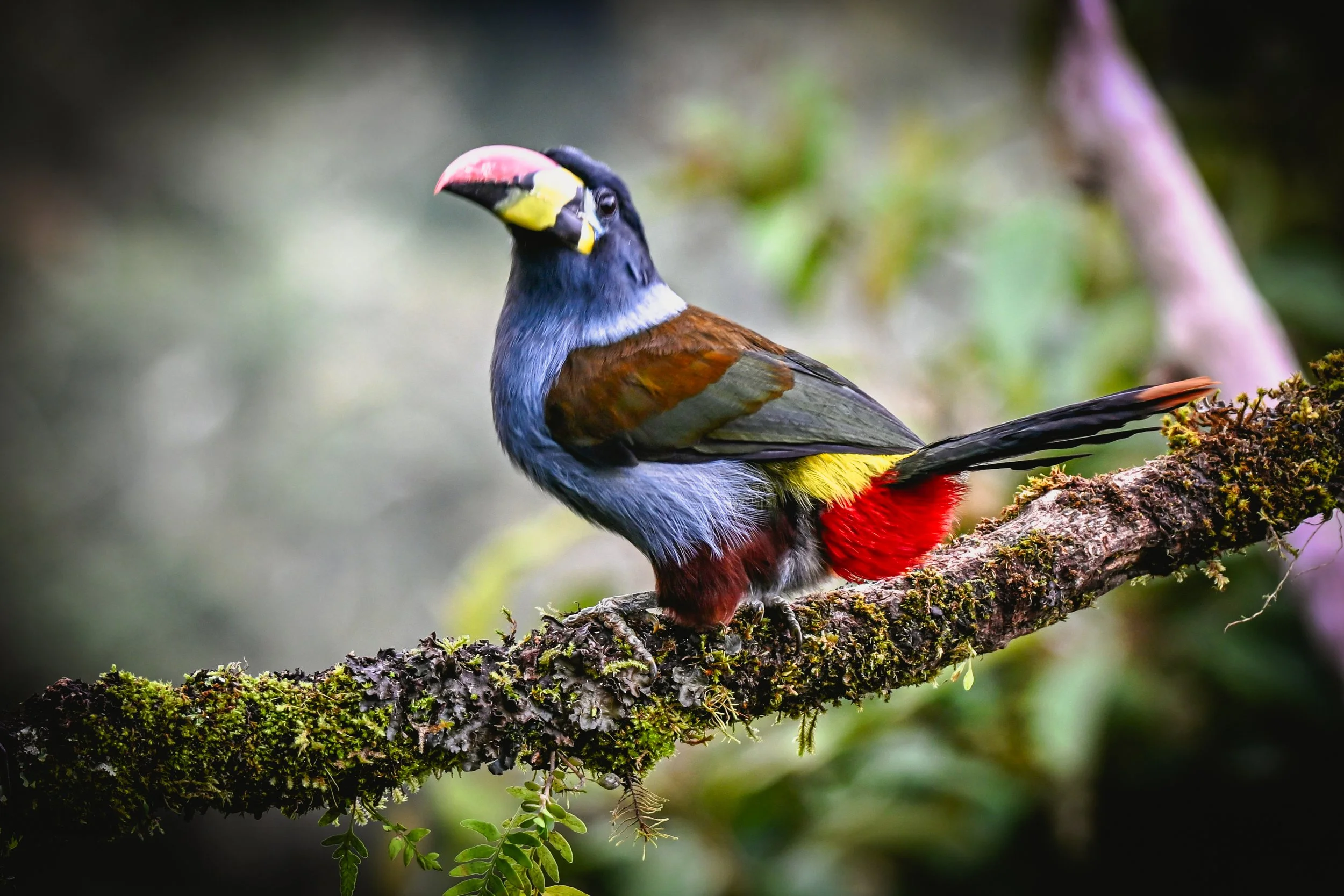 Gray Breasted Mountain Toucan - Hacienda El Bosque in Manizales, Colombia
