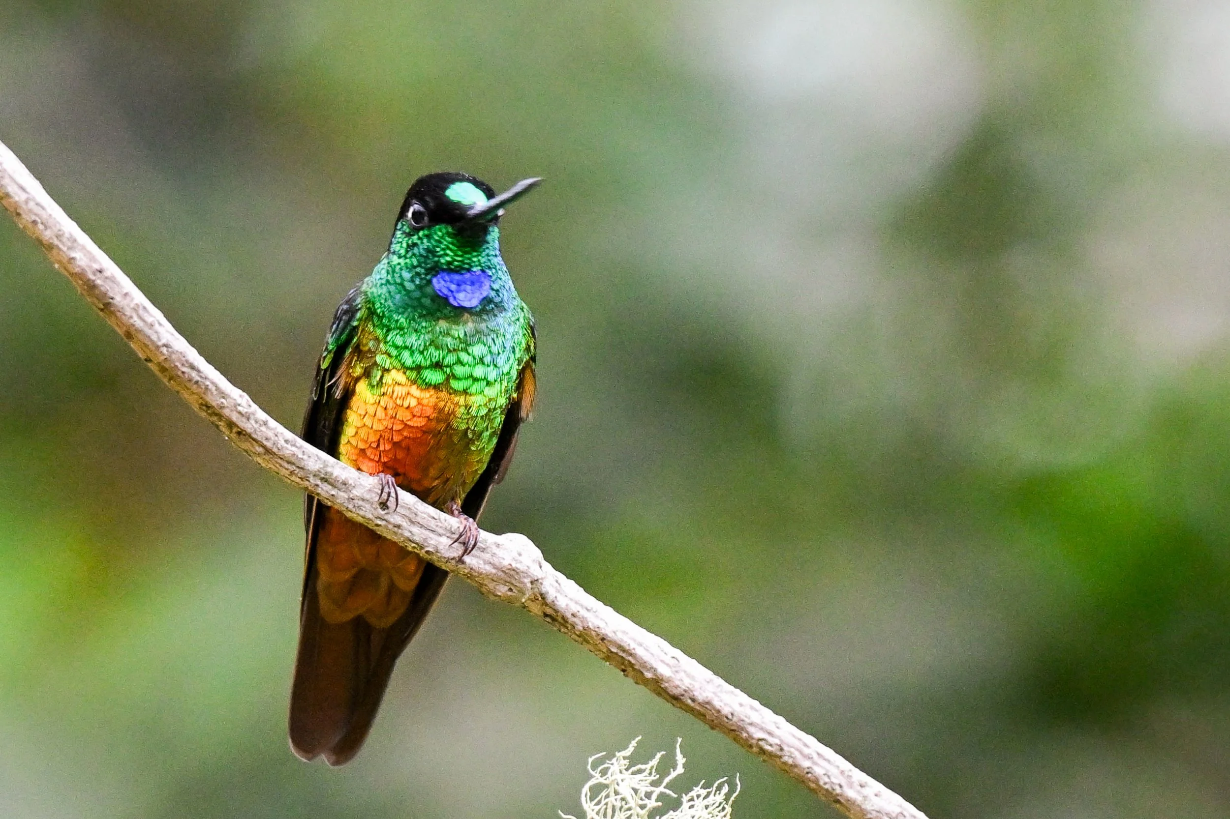 Golden-bellied Starfrontlet.jpg