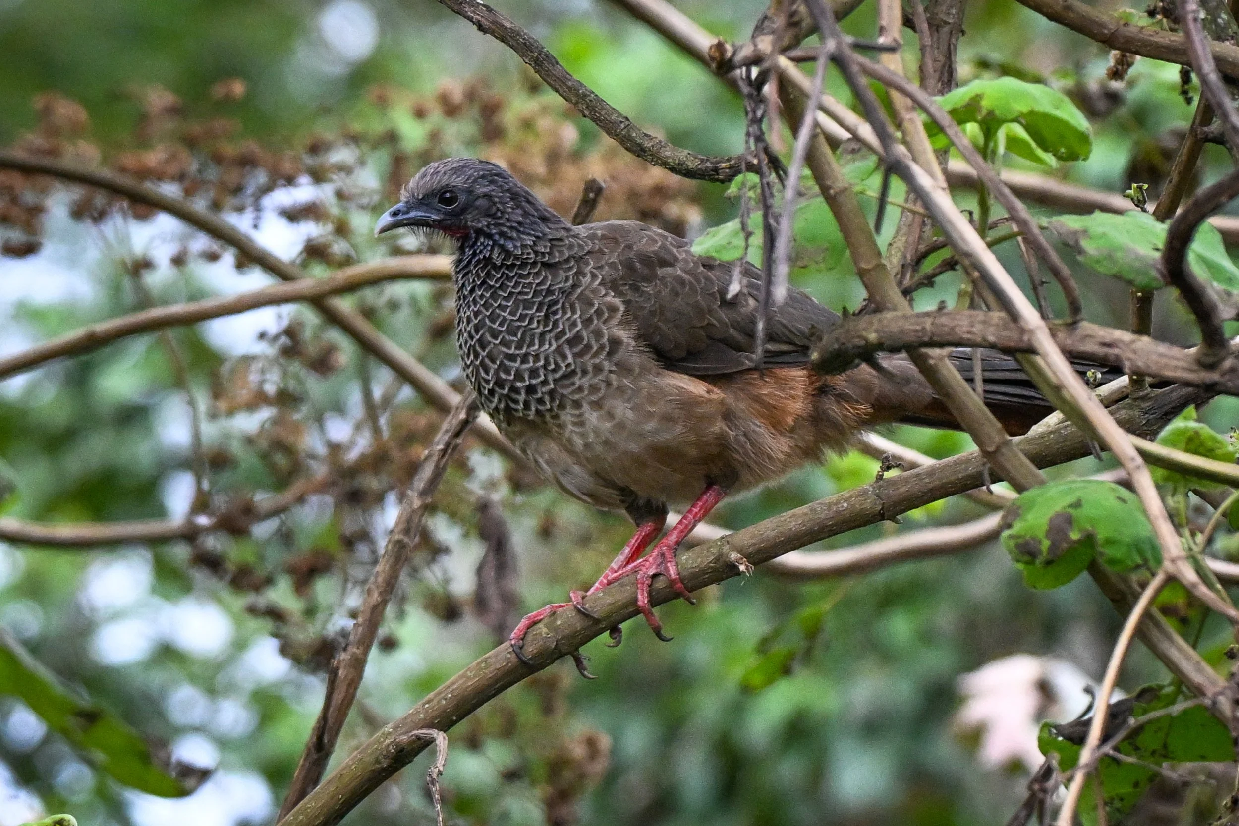 Colombian Chachalaca - RN Retorno del Colibrí, Tolima, CO