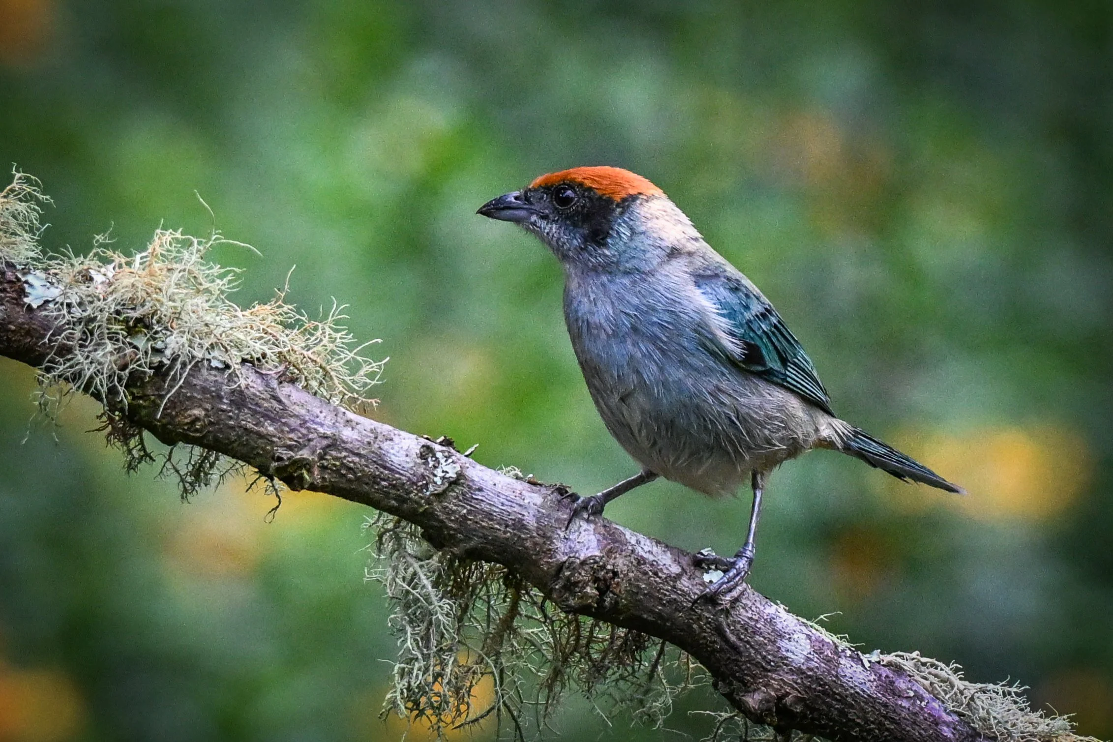 Scrub Tanager - RN Retorno del Colibrí, Tolima, CO