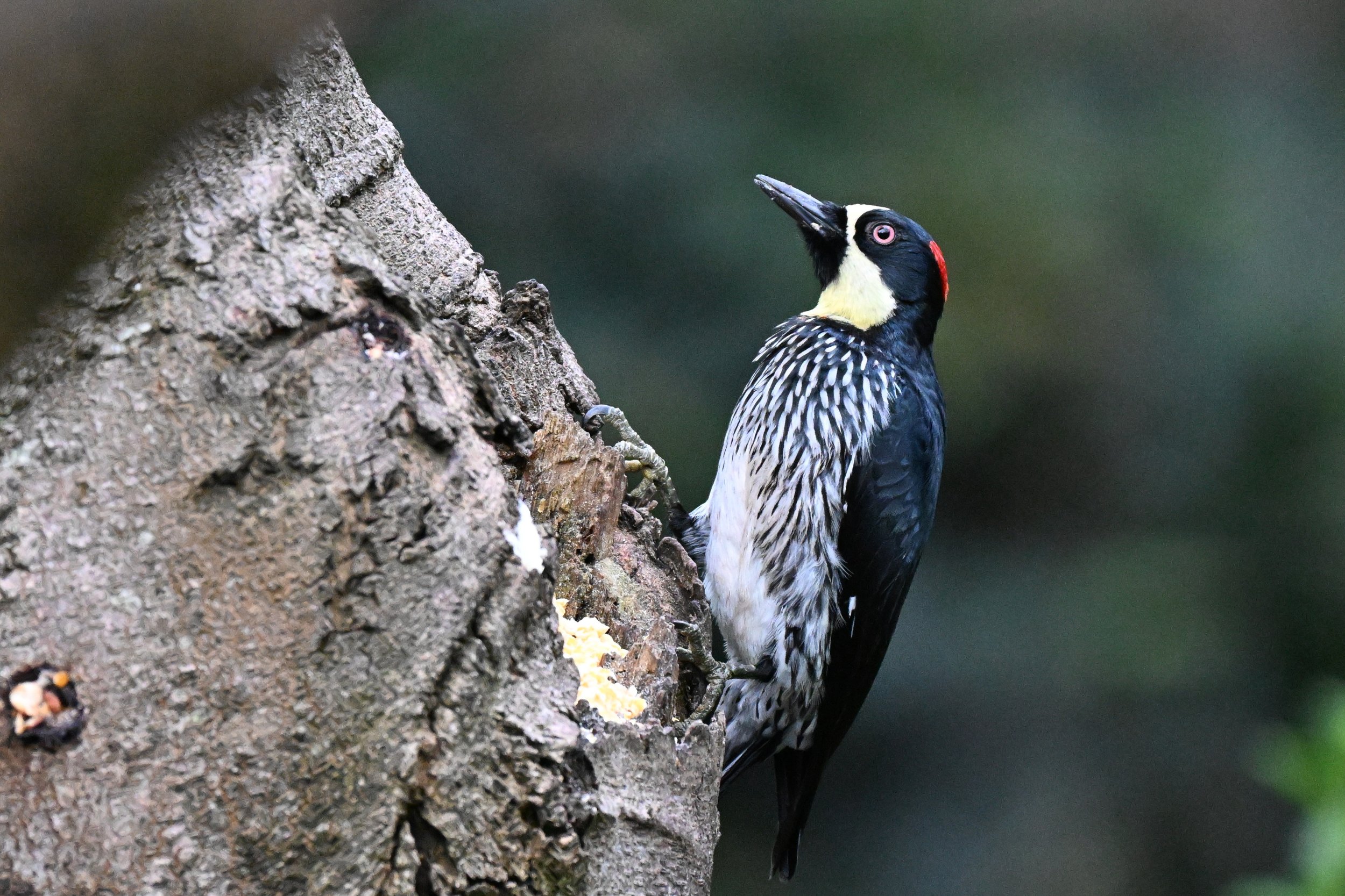 Acorn Woodpecker - RN Retorno del Colibrí, Tolima, CO