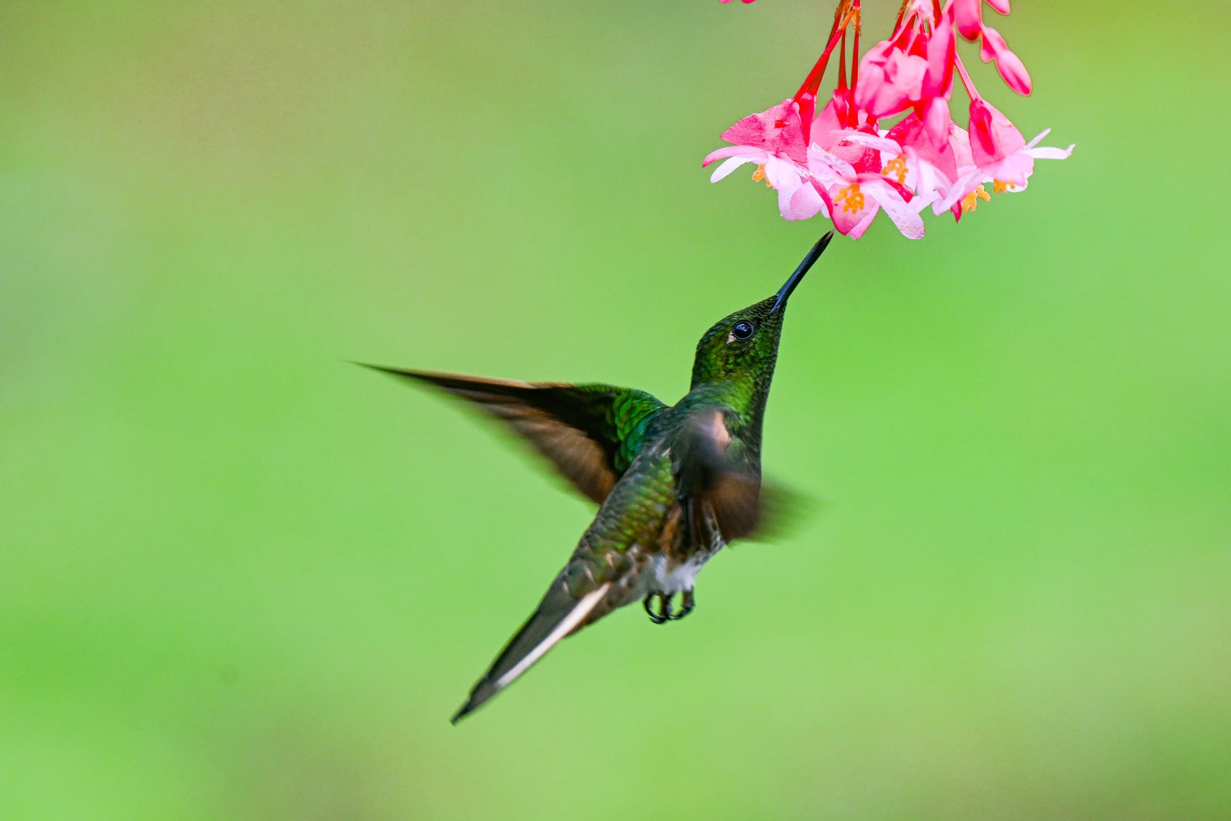 Reserva Ecológica Río Blanco (103)-1.jpg