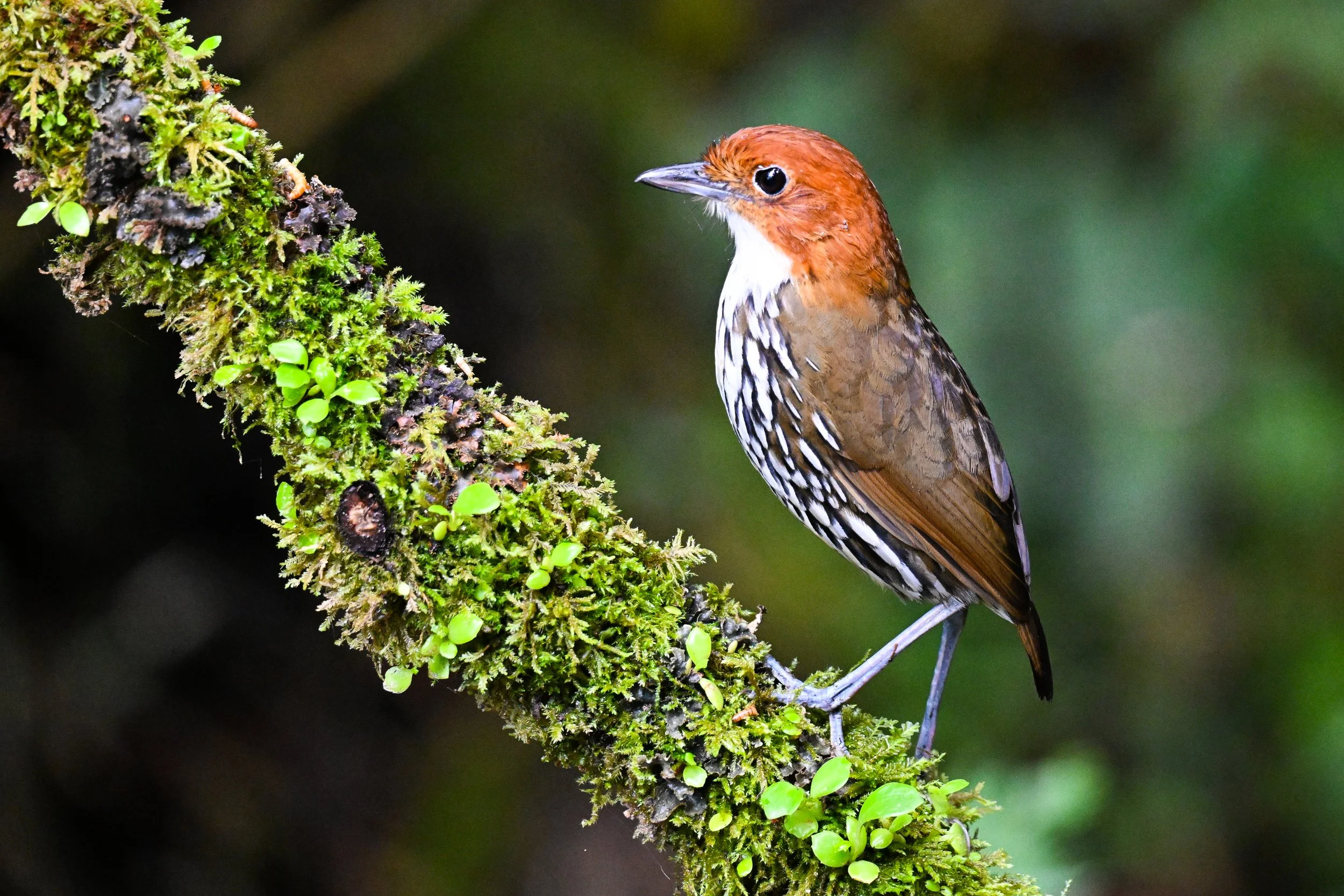 Reserva Ecológica Río Blanco (53).jpg