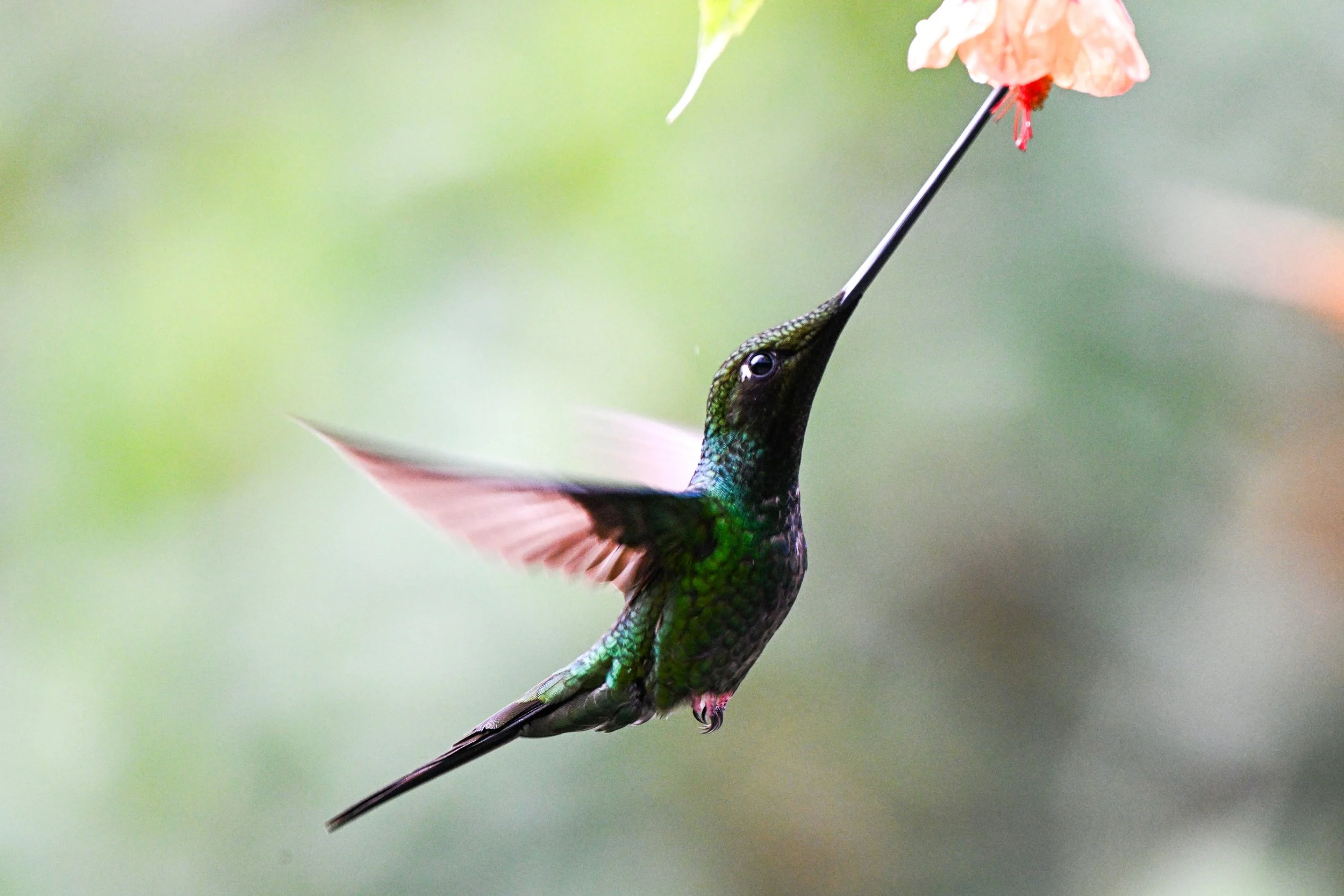 Hacienda El Bosque, Caldas, CO (40).jpg