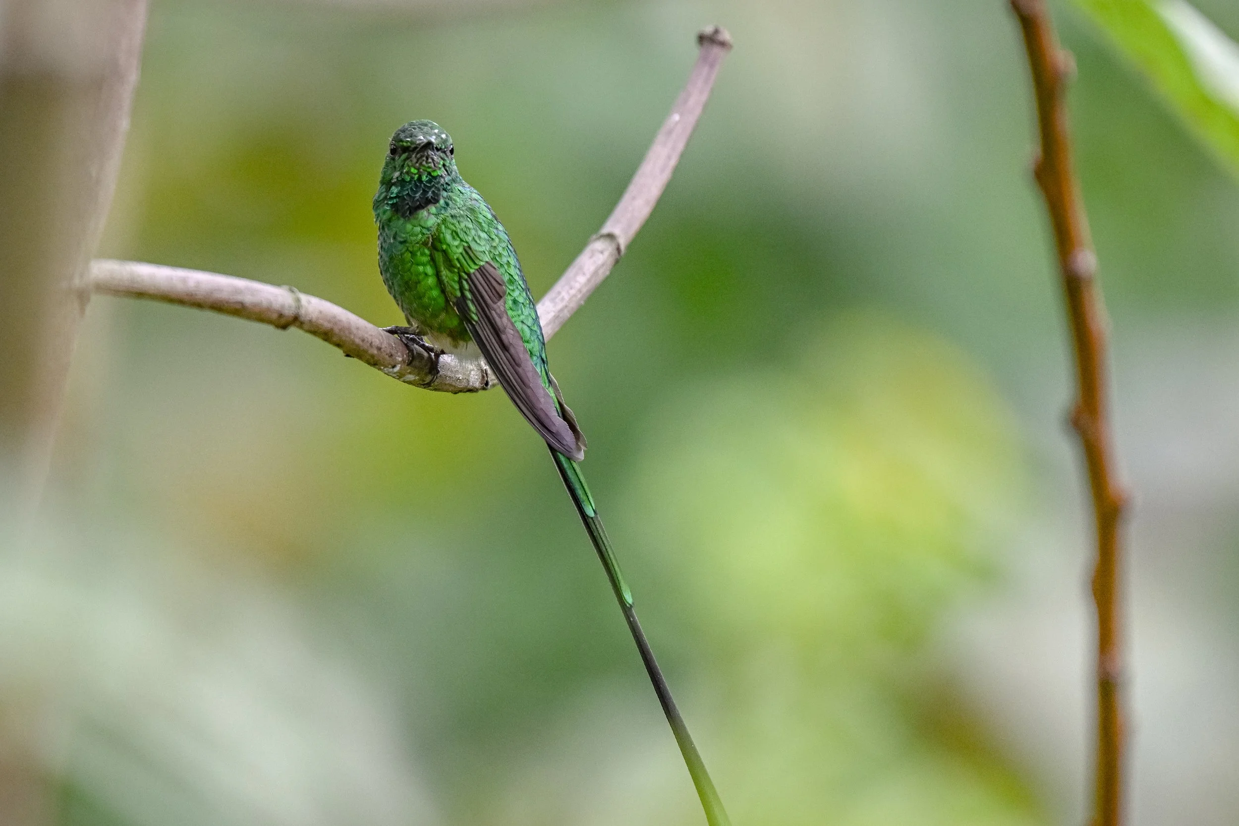 Green-tailed Trainbearer - Reserva Chiguazá Mutar, Distrito Capital de Bogotá, CO