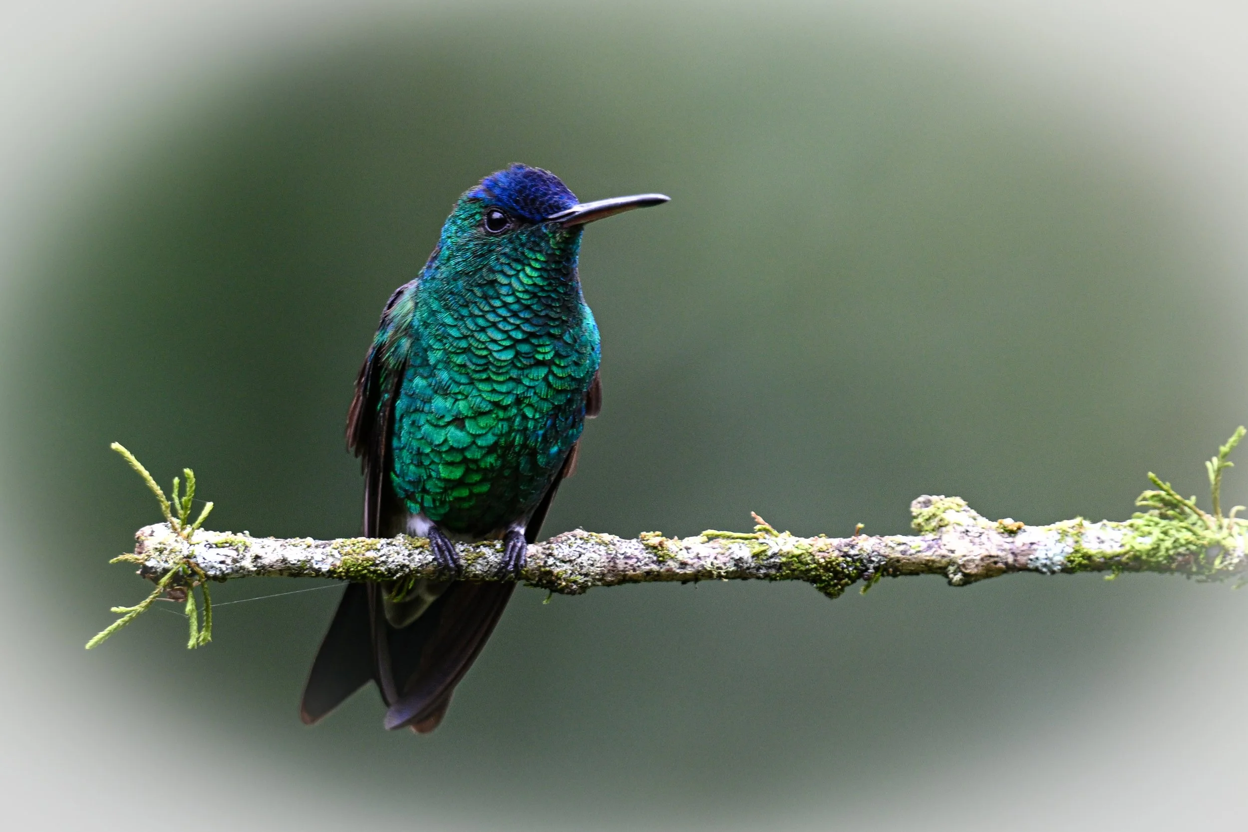 Indigo-capped Hummingbird - RN Retorno del Colibrí, Tolima, CO