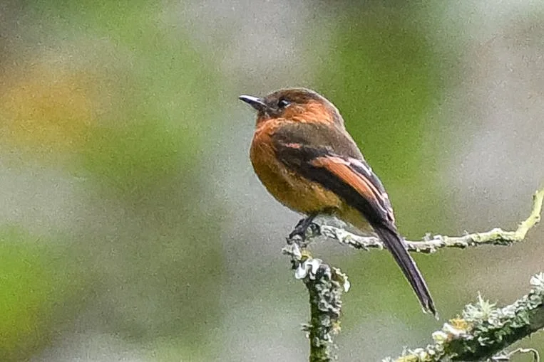 Cinnamomum Flycatcher - La Judea, Anaime, Tolima, CO