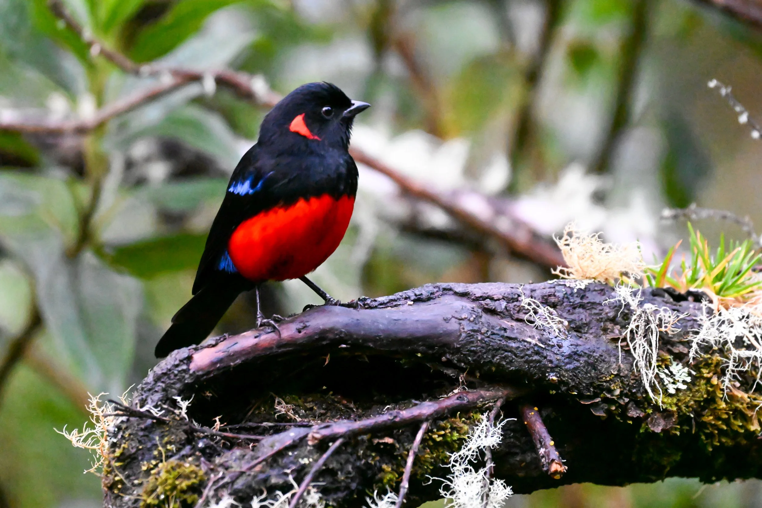 Scarlet-bellied Mountain Tanager - Carretera Los Nevados - Hotel Termales del Ruiz, Caldas, CO