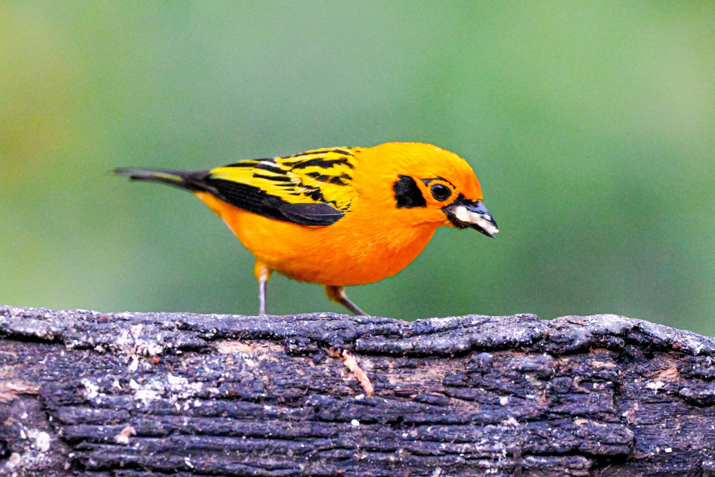 Golden Tanager - RN Retorno del Colibrí, Tolima, CO