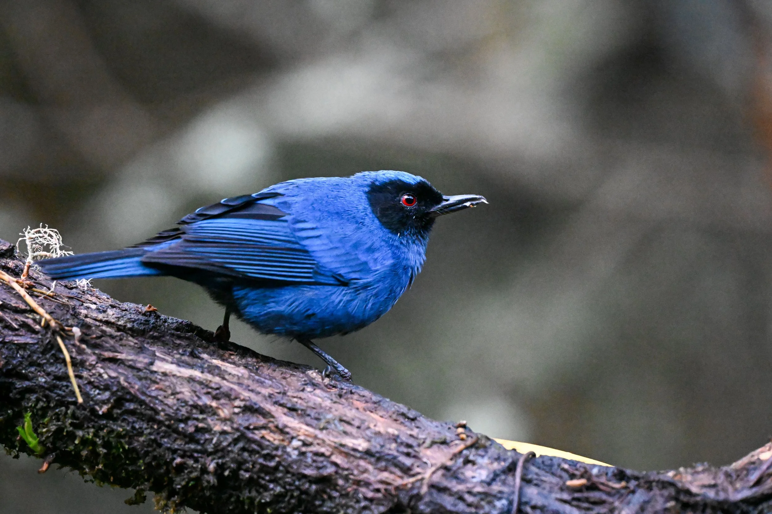 Masked Flowerpiercer - Carretera Los Nevados - Hotel Termales del Ruiz, Caldas, CO