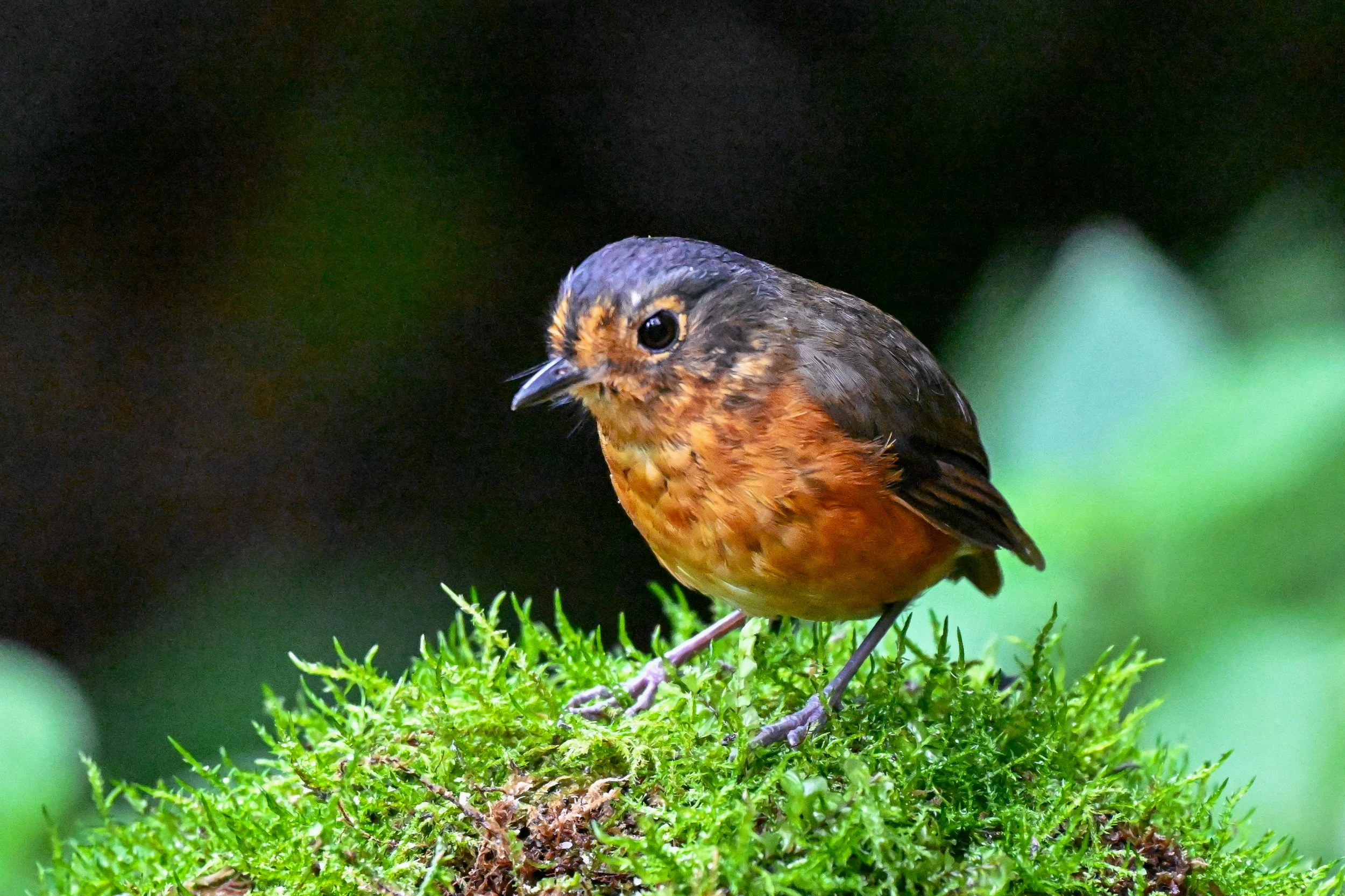 Reserva Ecológica Río Blanco (79).jpg