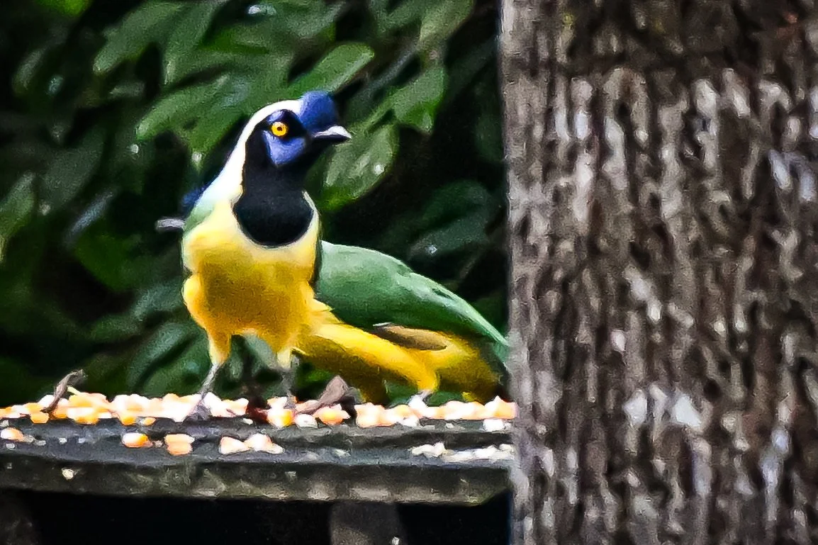 Green Jay  - La Judea, Anaime, Tolima, CO