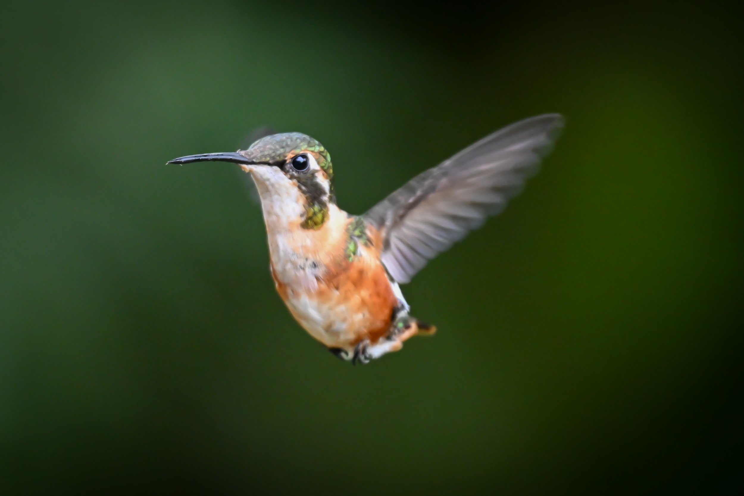 White-bellied Woodstar - Hacienda El Bosque in Manizales, Colombia