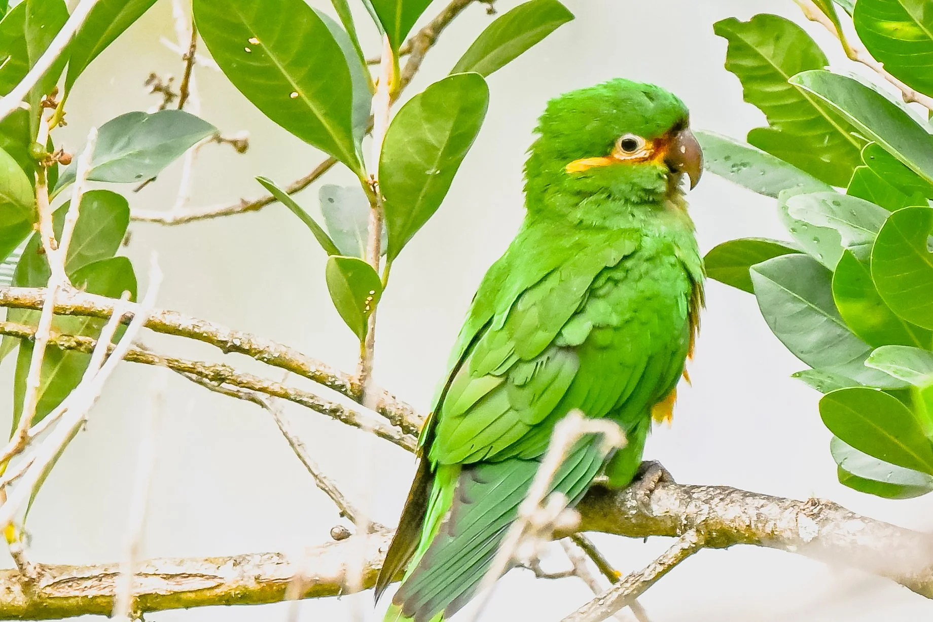 Golden-plumed Parakeet - Vereda Potosí, Tolima, CO