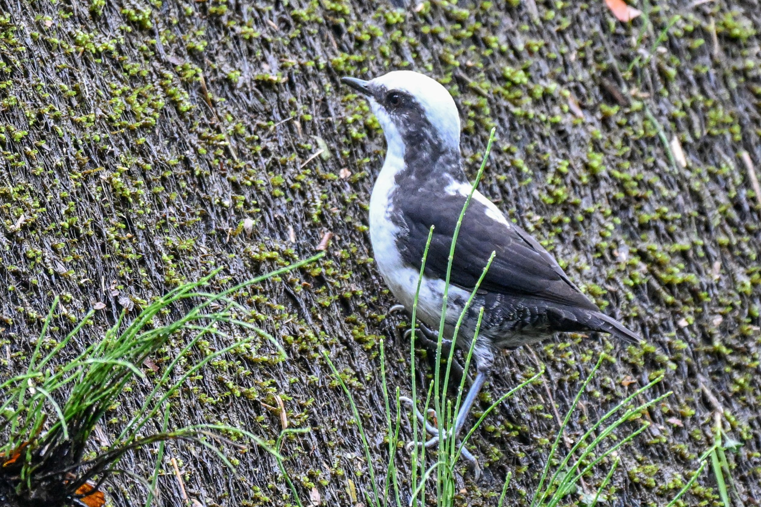 White-capped Dipper - Reserva Ecológica Río Blanco--Entrada, Caldas, CO