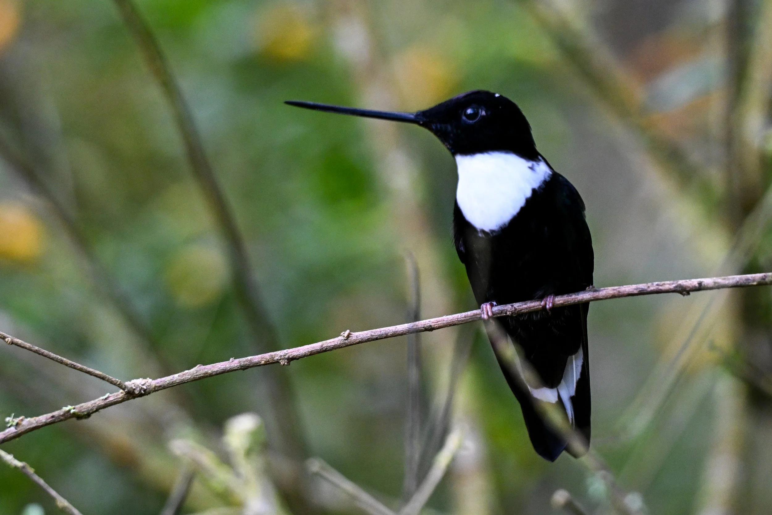 Collared Inca - Reserva Ecológica Río Blanco--Entrada, Caldas, CO