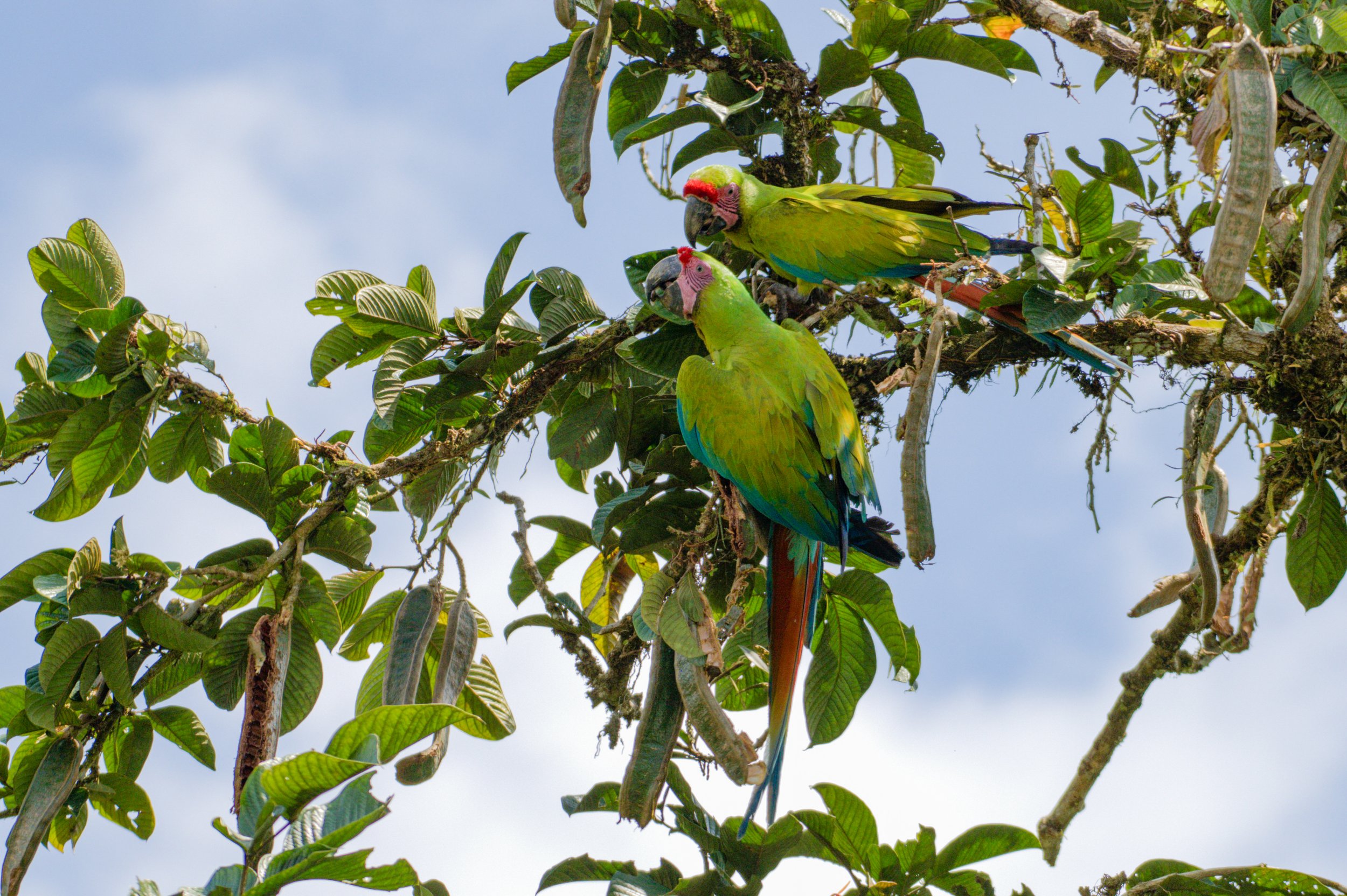 Great Green Macaw - Laguna Lagarto Lodge, Alajuela, CR