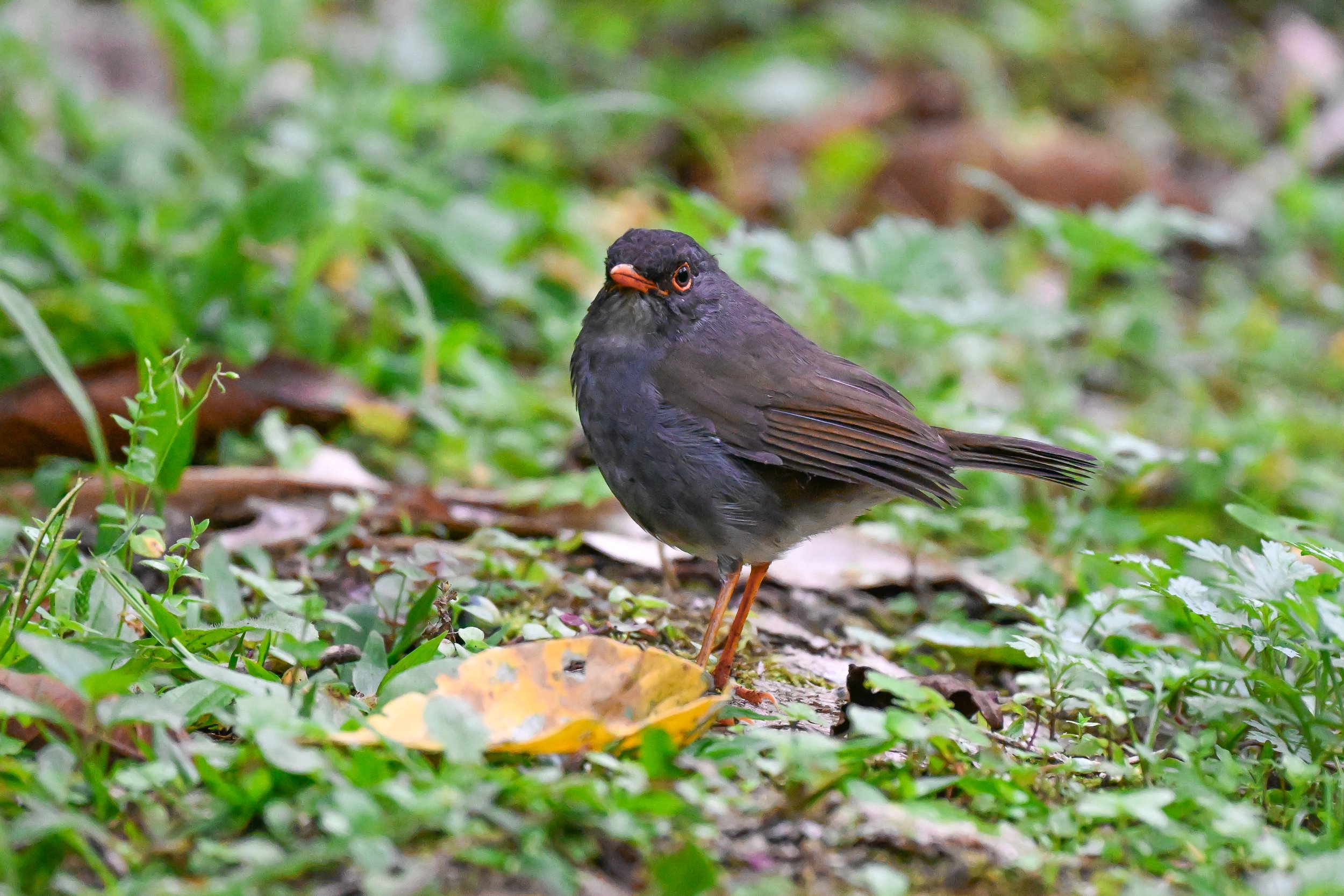 Orange-billed Nightingale-Thrush - Kairí Lodge Natural Reserve, Manizales, Caldas, CO