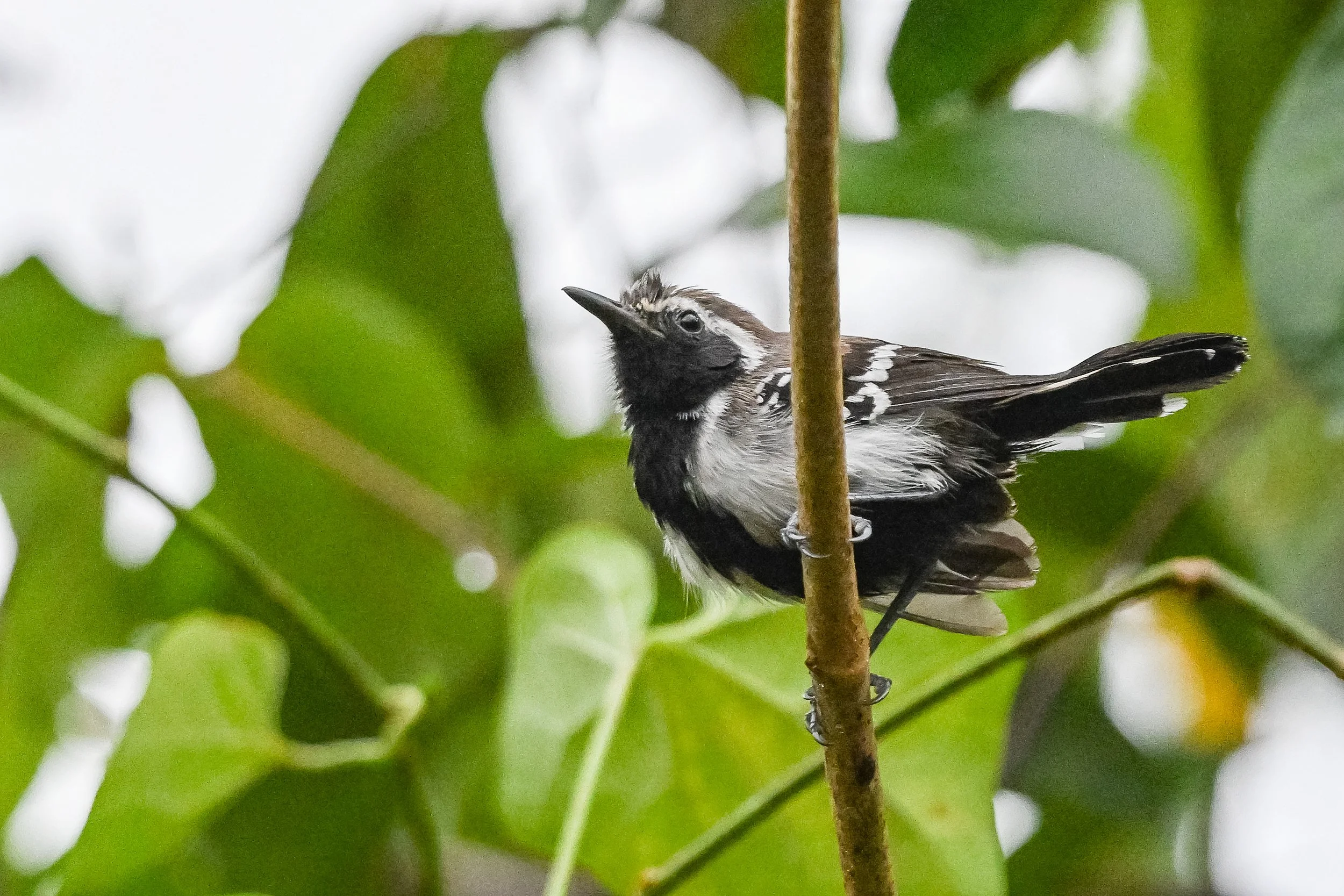 Northern White-fringed Antwren - Parque Natural Maná Dulce, Cundinamarca, CO