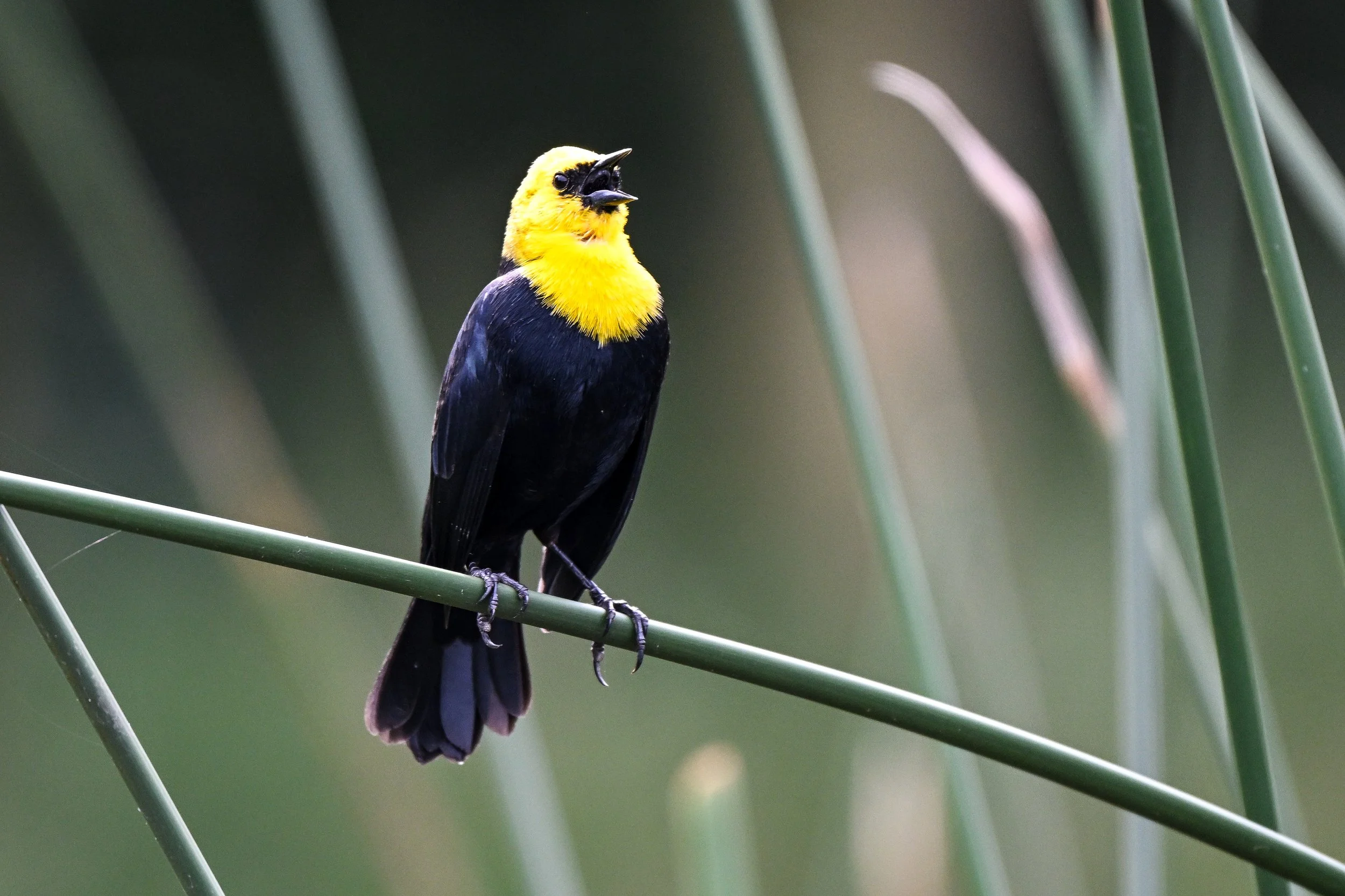 Yellow-hooded Blackbird - Parque La Florida, Cundinamarca, CO