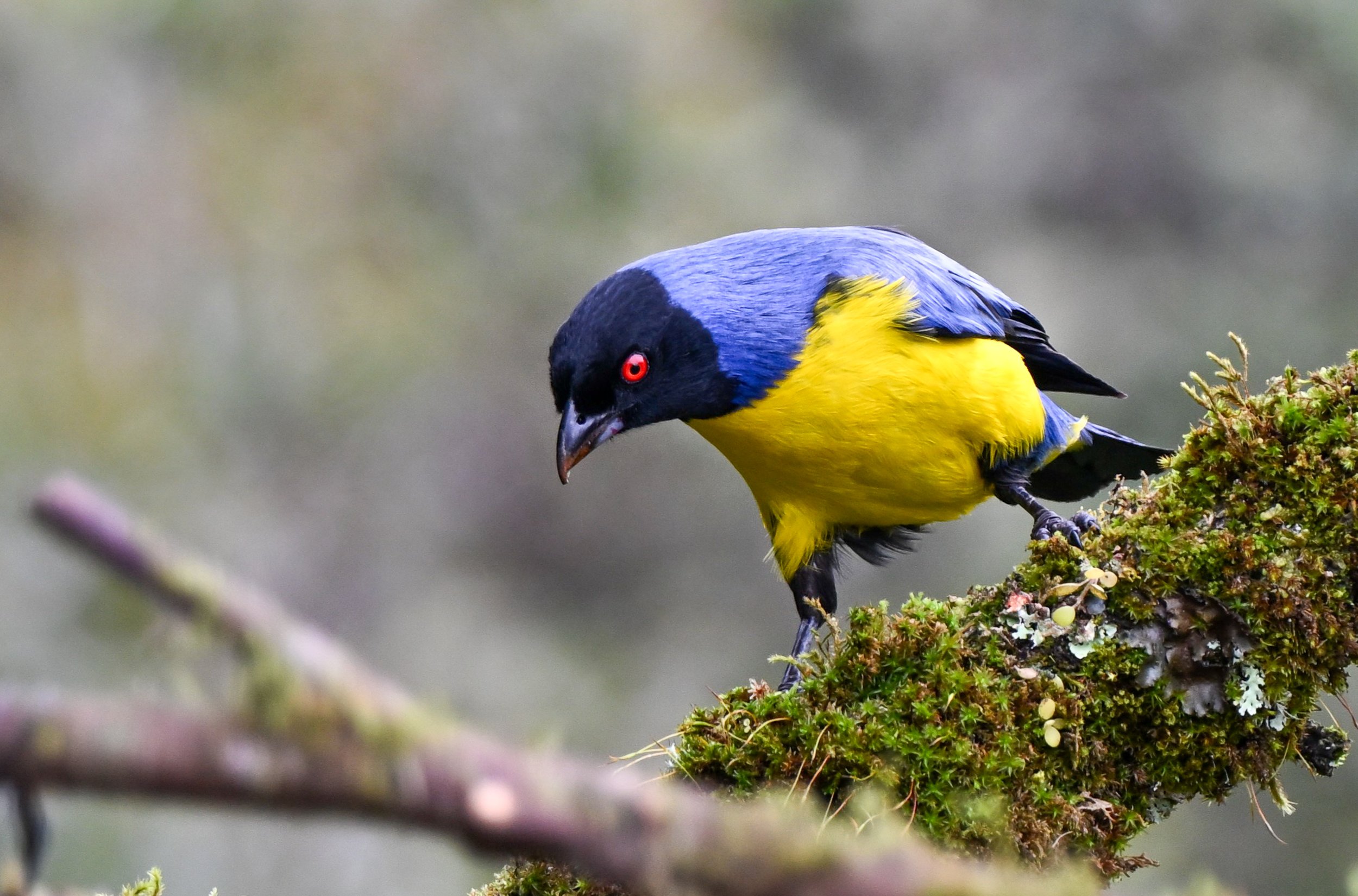 Hooded Mountain Tanager - Hacienda El Bosque in Manizales, Colombia