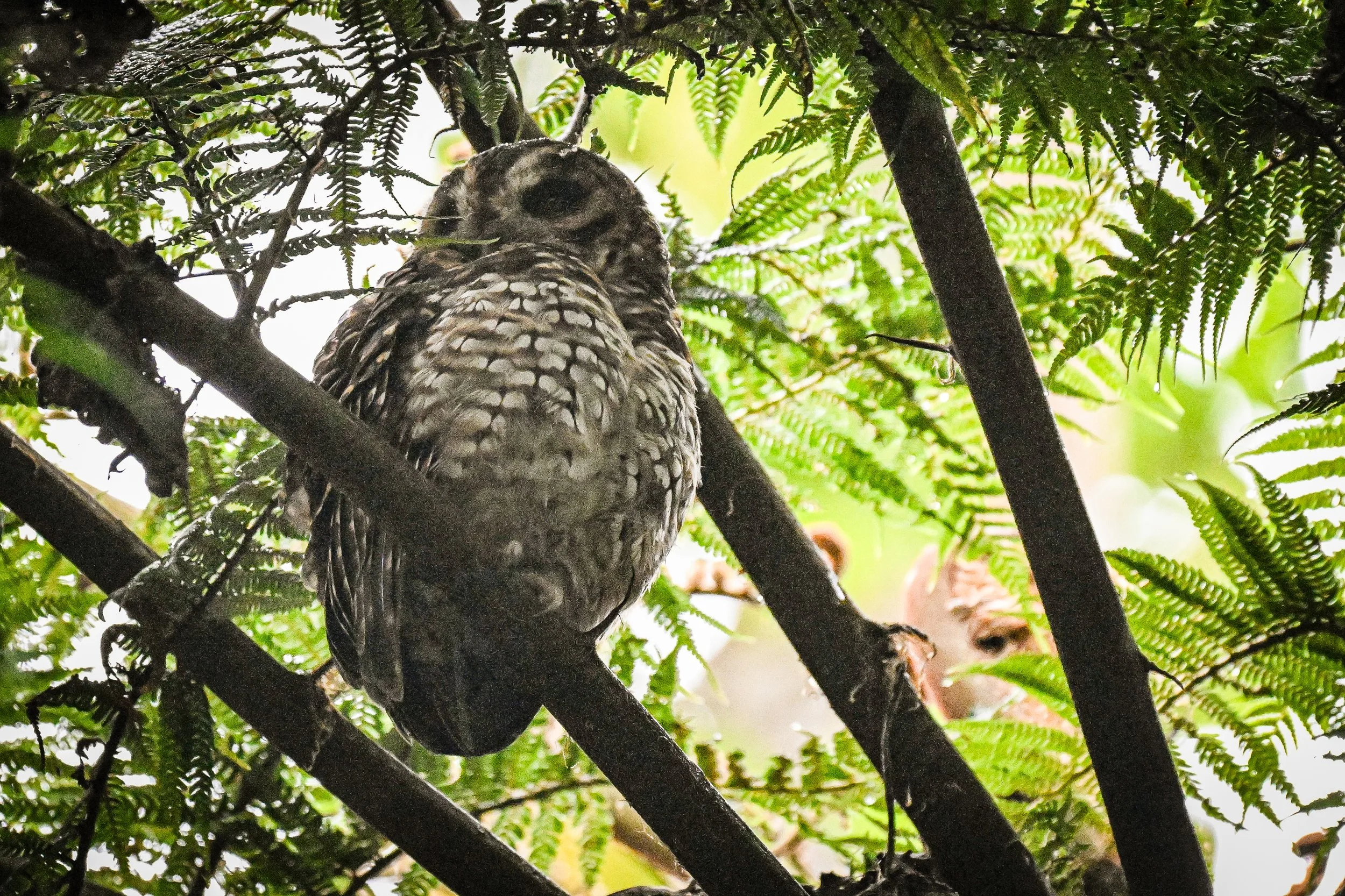 Rufous-banded Owl - Reserva Ecológica Río Blanco--Entrada, Caldas, CO