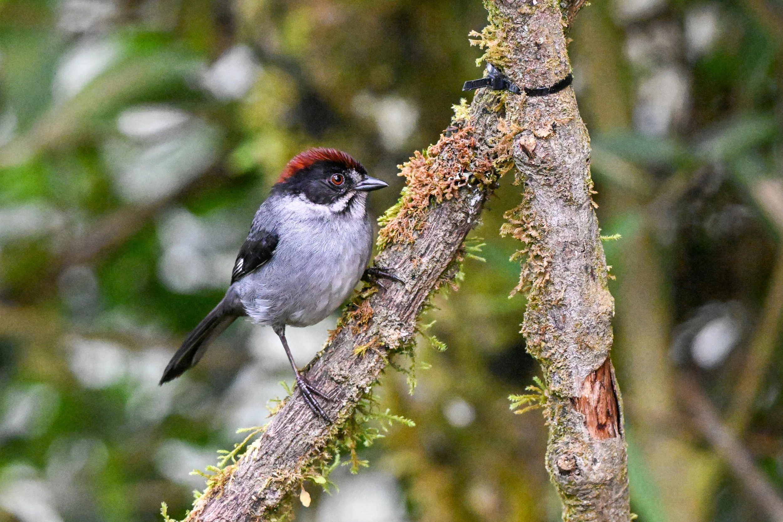 Northern Slaty Brushfinch - Hacienda El Bosque in Manizales, Colombia