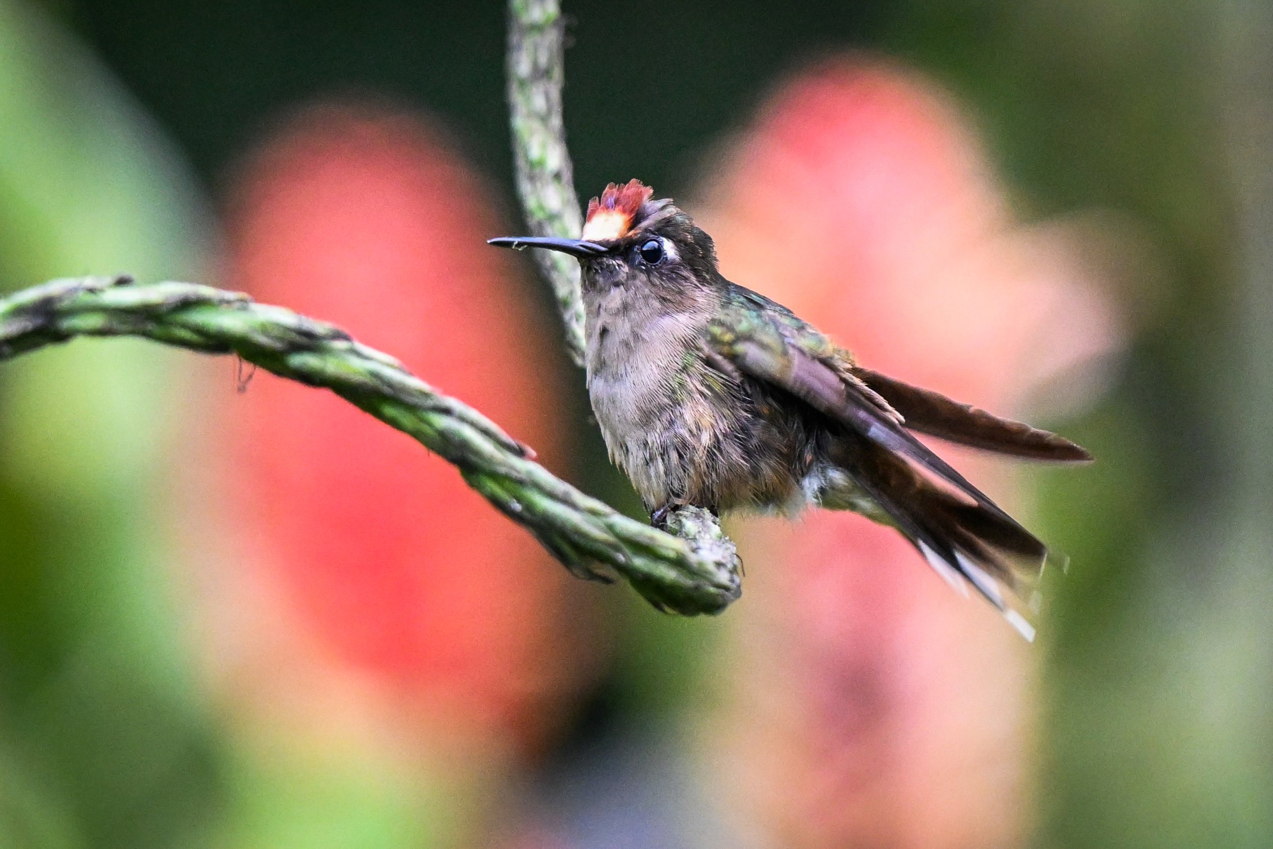 Tolima Blossomcrown - RN Retorno del Colibrí, Tolima, CO
