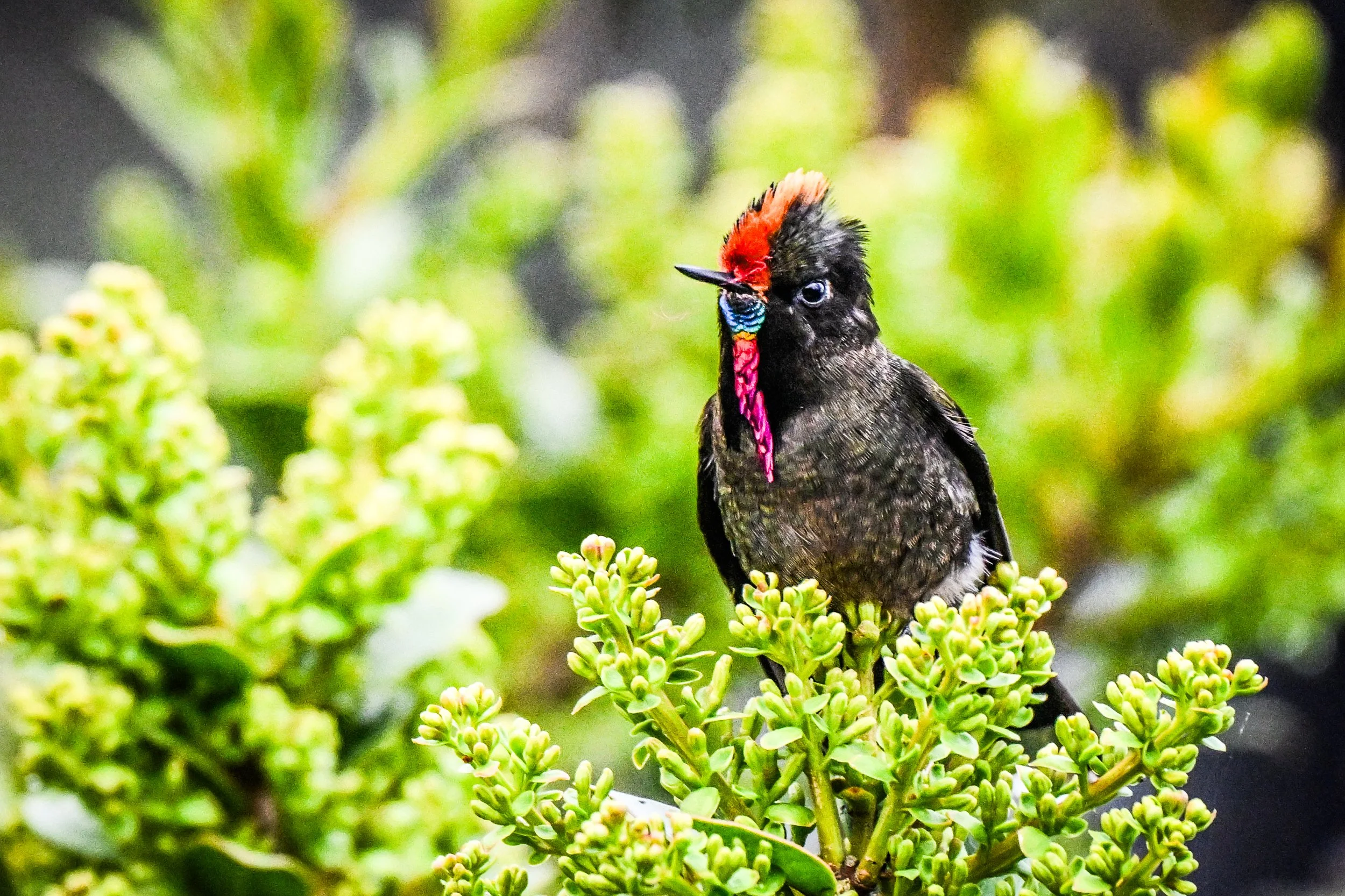 Rainbow-bearded Thorntail - Carretera Los Nevados - Hotel Termales del Ruiz, Caldas, CO