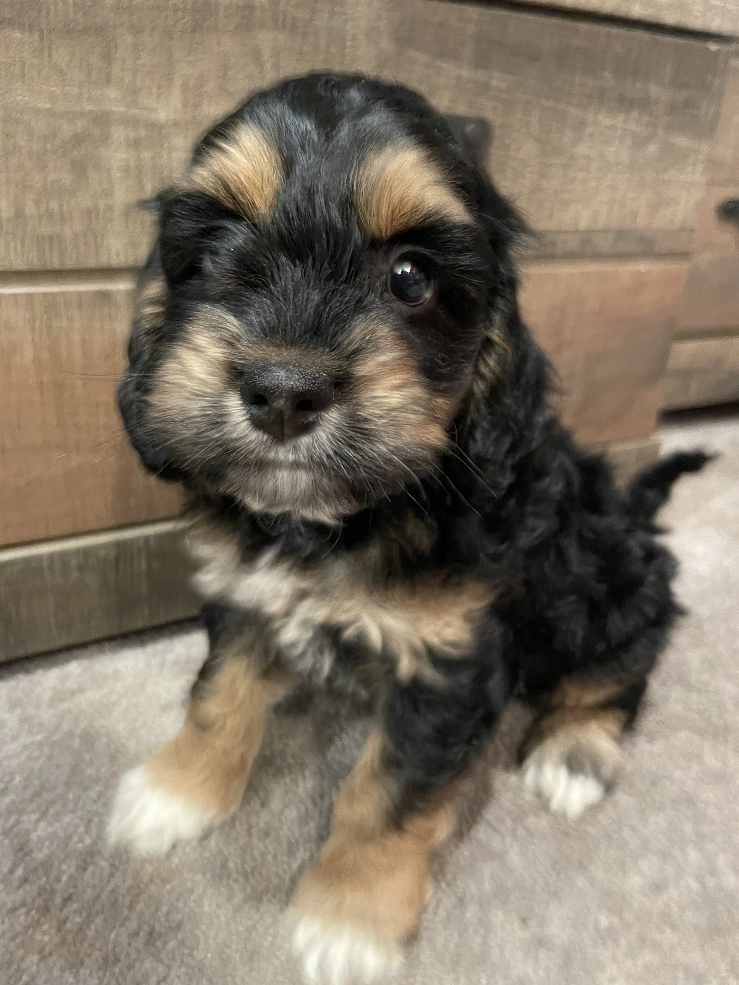 Cockapoos — Flannery's Lucky Puppies